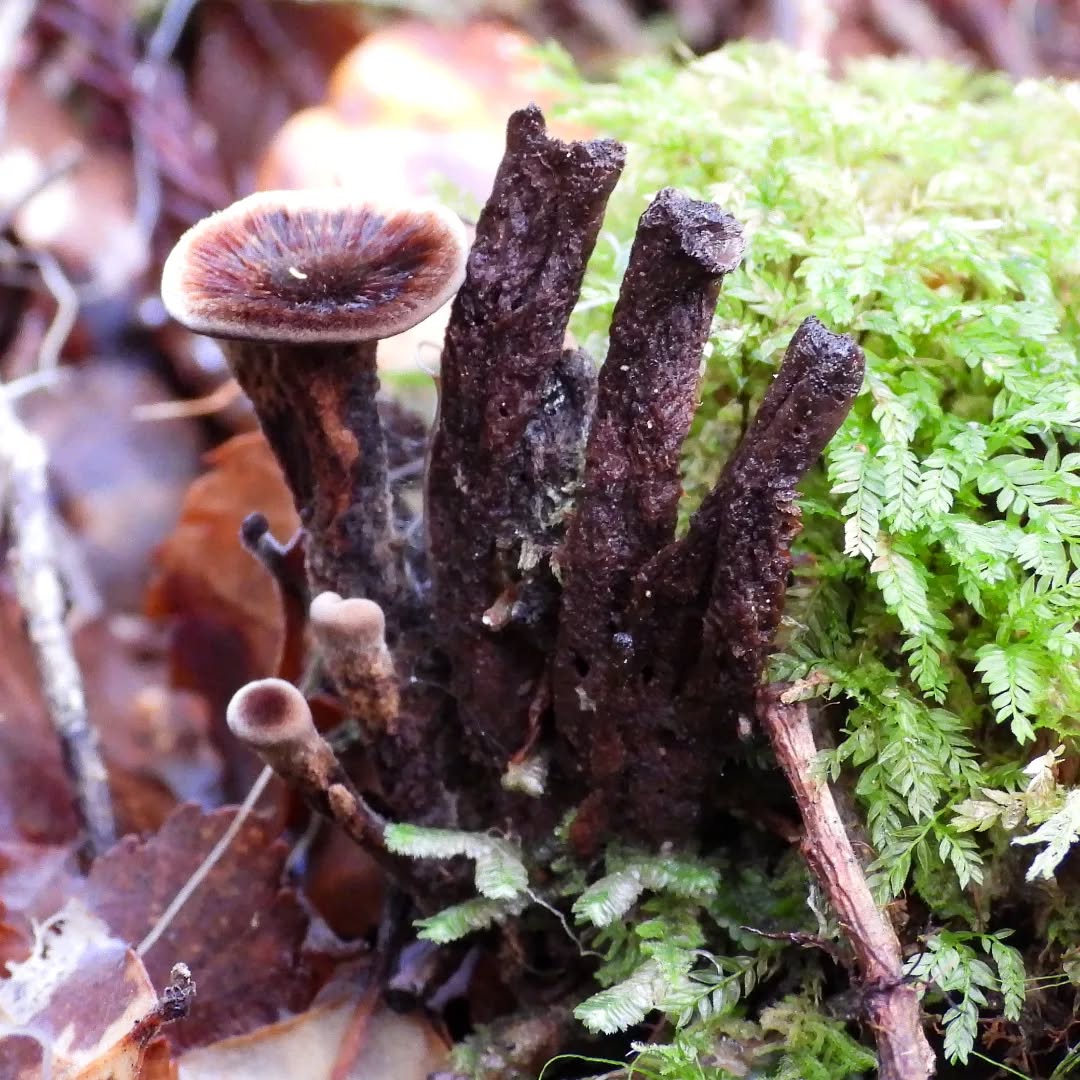 A very interesting fungi....
#fungiinkaramea #fascinatingfungi #funginz