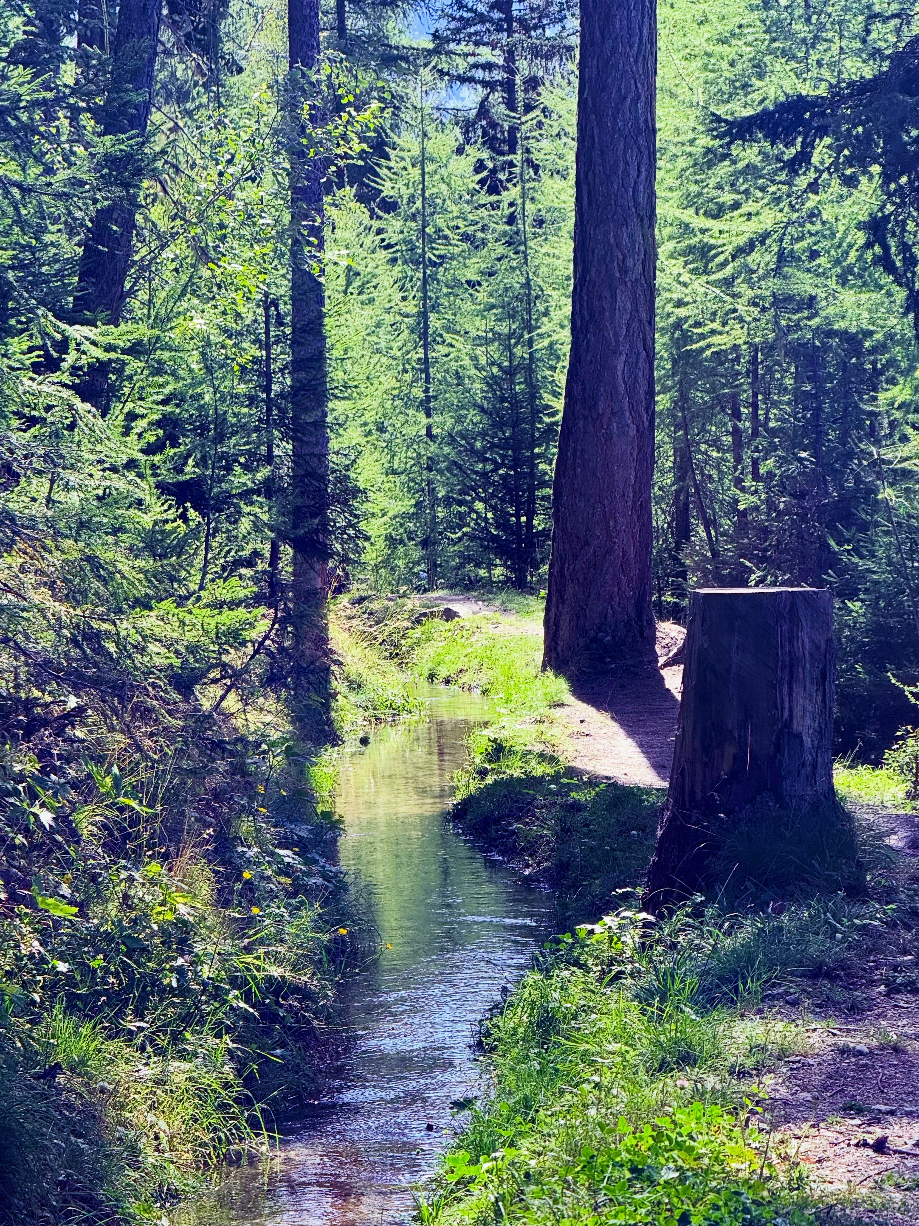 Keeping cool amongst the trees. The Bisse Roux is one of our go to local runs when the mercury is up 🥵
With some sections dating back to the 14th century it’s also full of history. And thanks to a recent renovation, full of interesting facts along the route @valdanniviers
#bissesduvalais #trailrunningswitzerland #keepingcool