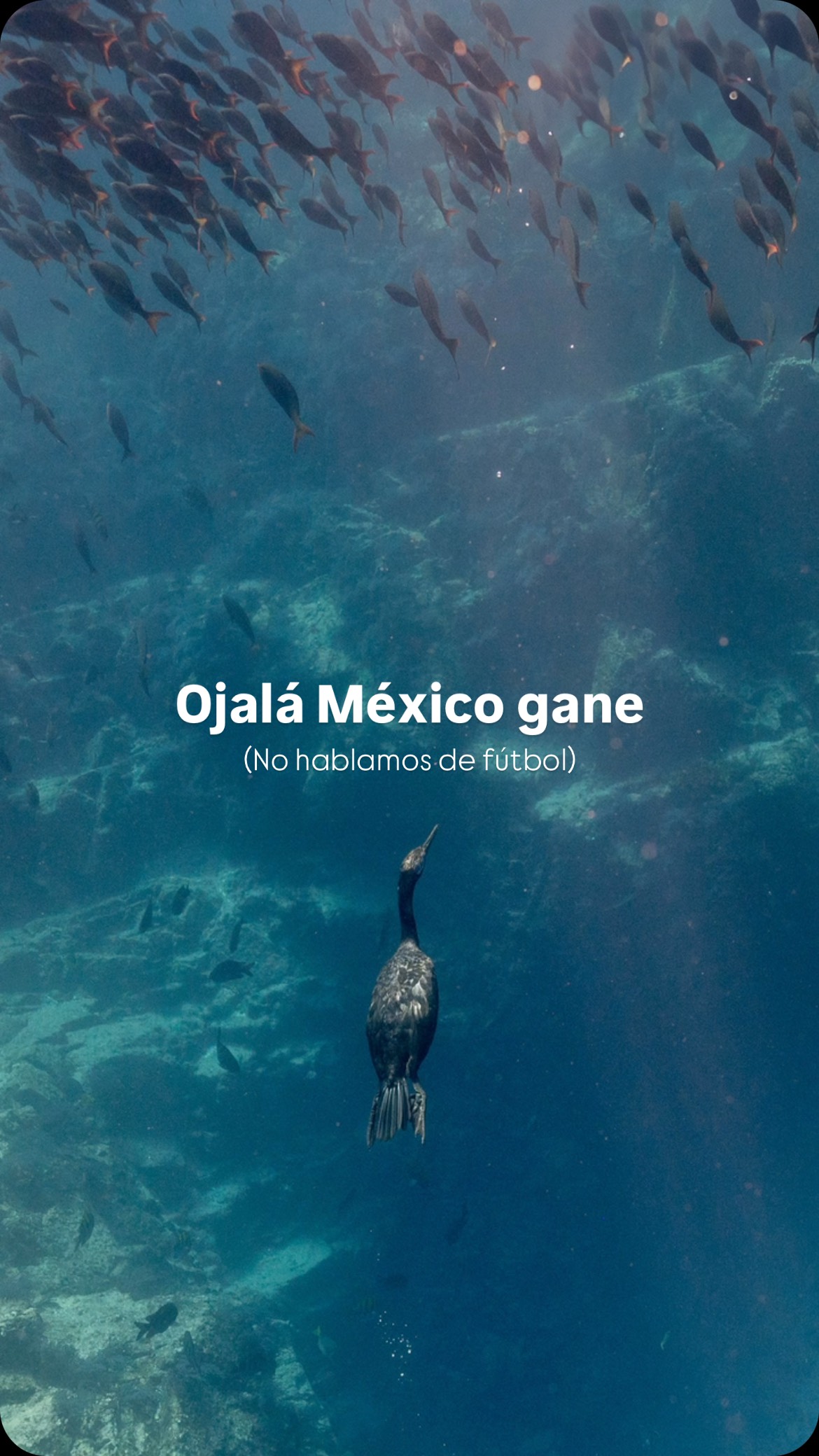 Porque cuando los mexicanos nos unimos por una causa, somos capaces de lograr cosas extraordinarias. La conservación no debería ser una lucha de unos cuantos. ¡Debería ser un esfuerzo de todos!
México gana cuando cuidamos nuestros ecosistemas. México gana cuando respetamos la vida silvestre. México gana cuando más personas se suman a la conservación.
🙌🏼🇲🇽 Cuéntanos en los comentarios: ¿qué causa ambiental te gustaría que más mexicanos apoyáramos y defendieran juntos?
— ENG —
Because when Mexicans unite for a cause, we are capable of achieving extraordinary things. Conservation shouldn’t be a fight for just a few. It should be everyone’s effort!
Mexico wins when we take care of our ecosystems. Mexico wins when we respect wildlife. Mexico wins when more people join in conservation efforts.
🙌🏼🇲🇽 Tell us in the comments: What environmental cause would you like more Mexicans to support and defend together?
-
-
-
-
-
ballena jorobada, vida marina, océano, cetáceos, los cabos, avistamiento de ballenas, conservación marina, biología marina, especies marinas, educación ambiental, Los Cabos 2026, turismo México, ballenas en México, ecotours, tours responsables