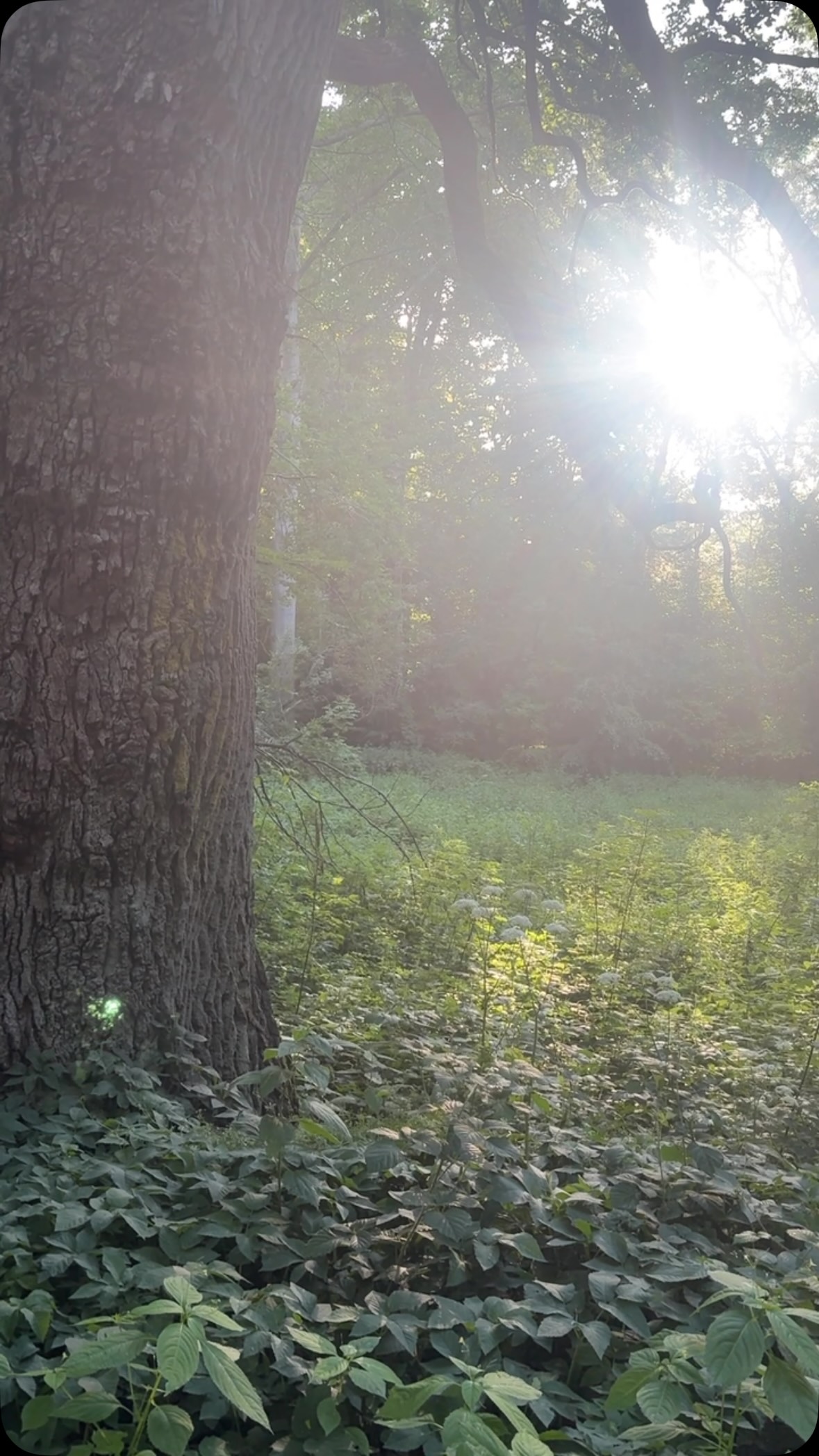 🌳🐦⬛✨☀️🥰