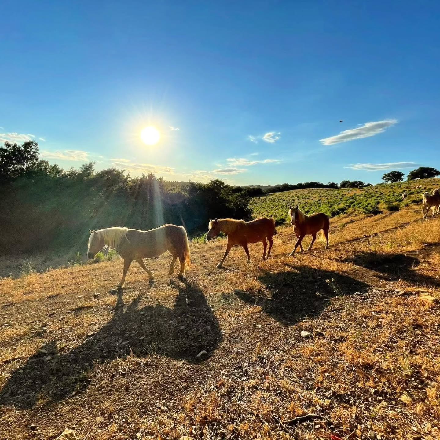 Ci sono momenti in cui il tempo sembra rallentare.
Il sole accarezza dolcemente le colline della Maremma, mentre il branco si muove insieme, seguendo un ritmo antico che non ha bisogno di essere insegnato.
Ogni cavallo conosce il proprio posto, ogni passo racconta fiducia, appartenenza e libertà.
È proprio qui che nasce il nostro modo di vivere i cavalli: rispettando la loro natura, lasciandoli crescere in branco e imparando ogni giorno qualcosa da loro.
Chi cavalca con noi non scopre soltanto i paesaggi della Toscana, ma entra, anche solo per qualche ora, in un mondo fatto di silenzio, autenticità e armonia.
Perché la vera bellezza non è qualcosa da cercare.
È qualcosa che si vive.
🌿🐴☀️
Es gibt Momente, in denen die Zeit langsamer zu vergehen scheint.
Die Sonne streift sanft über die Hügel der Maremma, während sich die Herde gemeinsam bewegt – getragen von einem uralten Rhythmus, den niemand lehren muss.
Jedes Pferd kennt seinen Platz. Jeder Schritt erzählt von Vertrauen, Zusammenhalt und Freiheit.
Genau hier entsteht unsere Art, mit Pferden zu leben: Ihre Natur zu respektieren, sie in der Herde aufwachsen zu lassen und jeden Tag von ihnen zu lernen.
Wer mit uns ausreitet, entdeckt nicht nur die Landschaft der Toskana, sondern taucht für einige Stunden in eine Welt voller Ruhe, Echtheit und Harmonie ein.
Denn wahre Schönheit muss man nicht suchen.
Man muss sie erleben.
🌿🐴☀️
#LePuledraieDiSterpeti #CavalloMaremmano #Maremmano #Haflinger #Haflingerhorse Maremma Toscana Tuscany VisitTuscany MaremmaToscana HorseRidingTuscany HorsebackRidingItaly Equitazione PasseggiateACavallo EscursioniACavallo TrailRide TrailRiding EquestrianLife HorseLovers HorseLife Pferdeliebe Pferde Reiten Ausreiten ReitenInDerToskana Reiturlaub Reitferien ReitenInItalien ToscanaATravallo CavalcareInToscana VacanzeATravallo ReitenFürAnfänger ReitenMitKindern HorseRidingForBeginners FamilyHorseRiding Ethologie EquitazioneEtologica HorseCenteredBreeding Nachhaltigkeit GesundePferde HealthyHorses VitaNelBranco Libertà Natura MonteArgentario