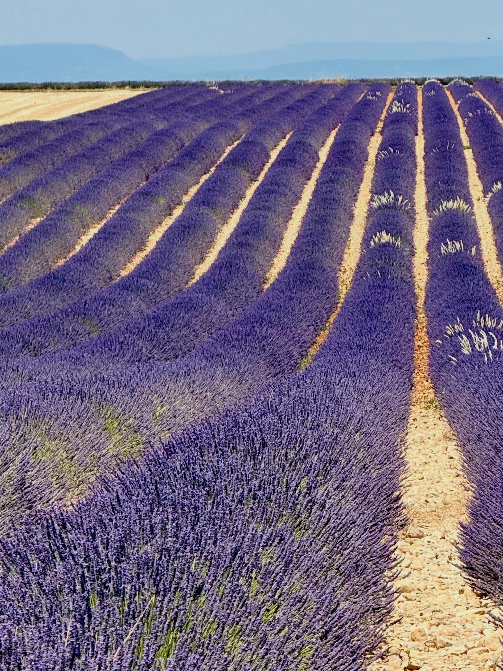 Lavender fields in Provence #provence #provencefrance #provencealpescôtedazur #travelbloggers #retireandtravel