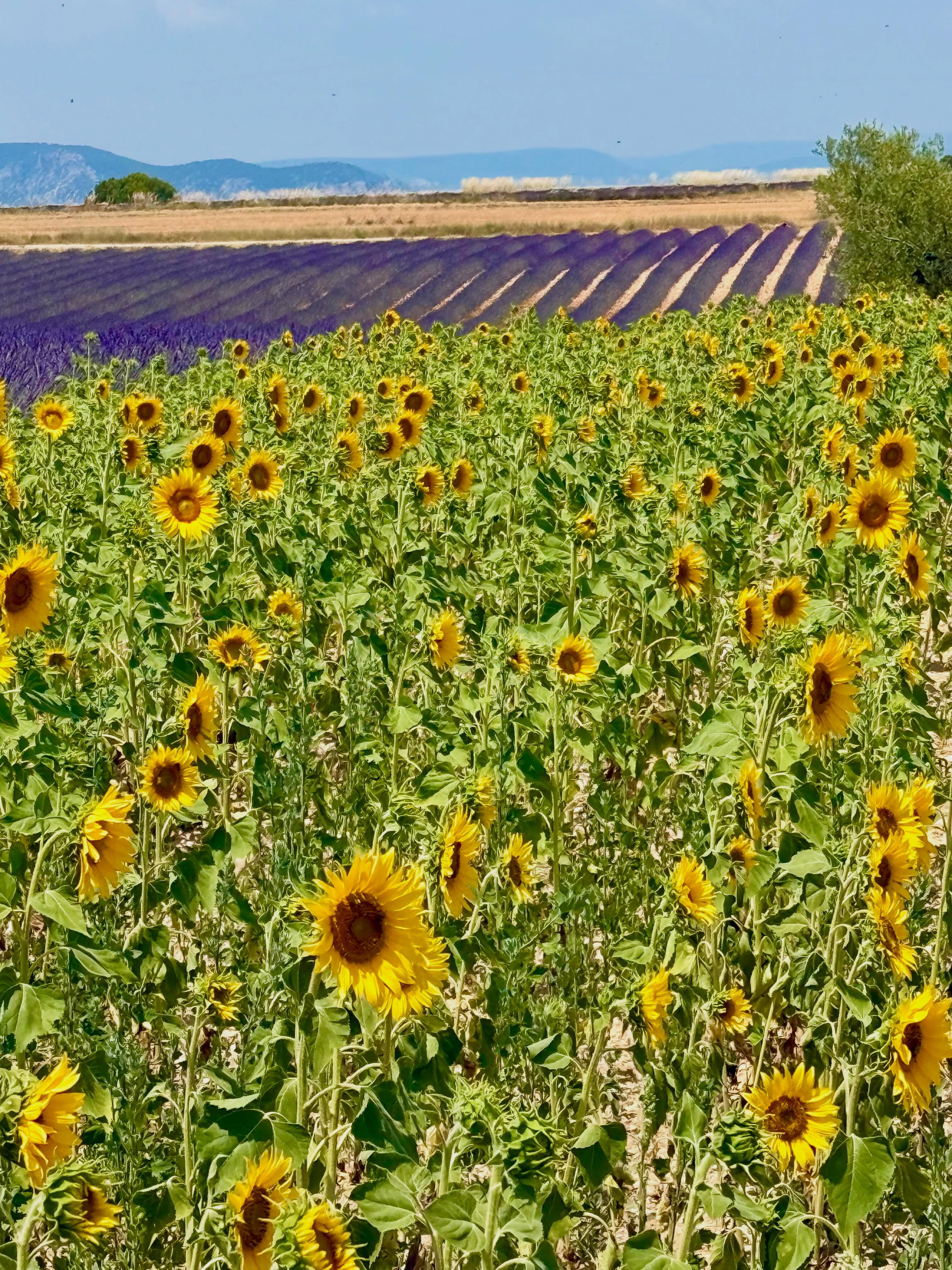 Sunflowers with a side of lavender #provence #provencefrance #provencealpescôtedazur #travelbloggers #retireandtravel @visitingprovence
