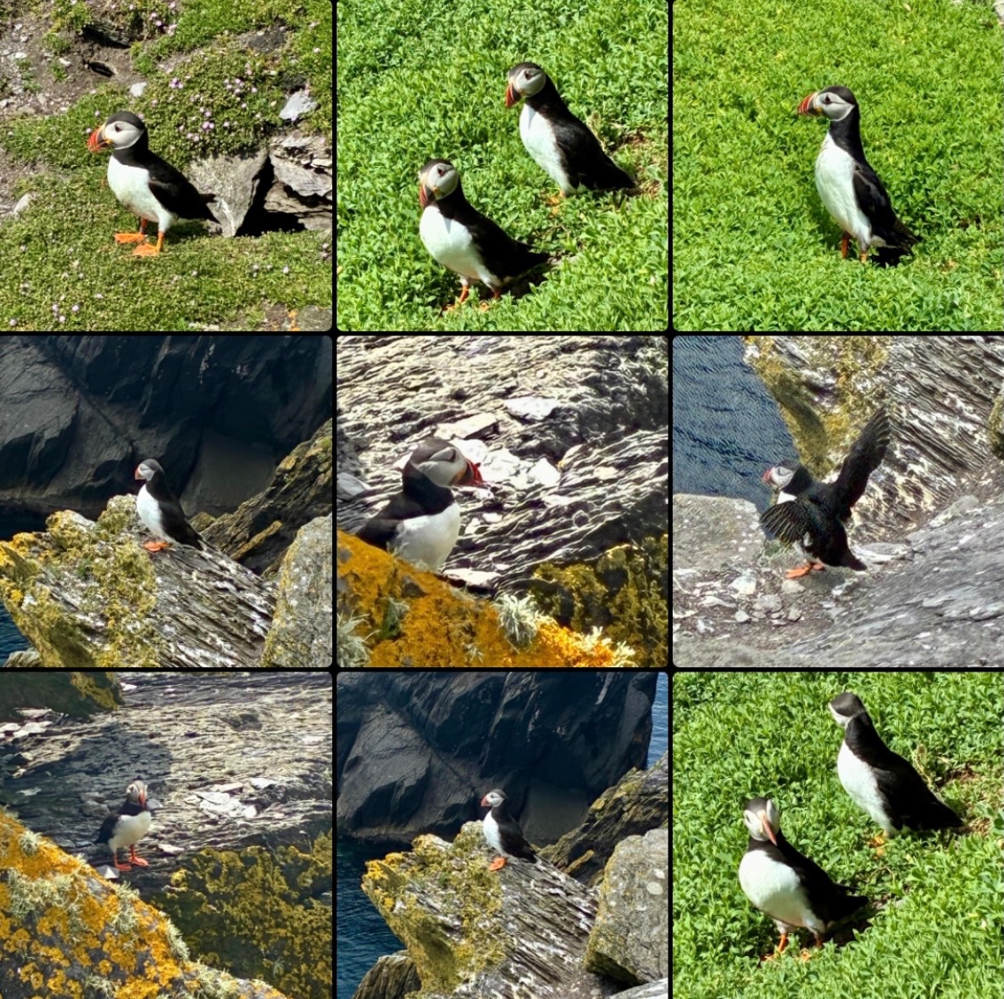 Today’s Colour Hunt…
Laura’s colour is Puffin!
Mine was not falling into the ocean
#colourhunt #holidaychallenege #puffins #unesco #skelligmichael