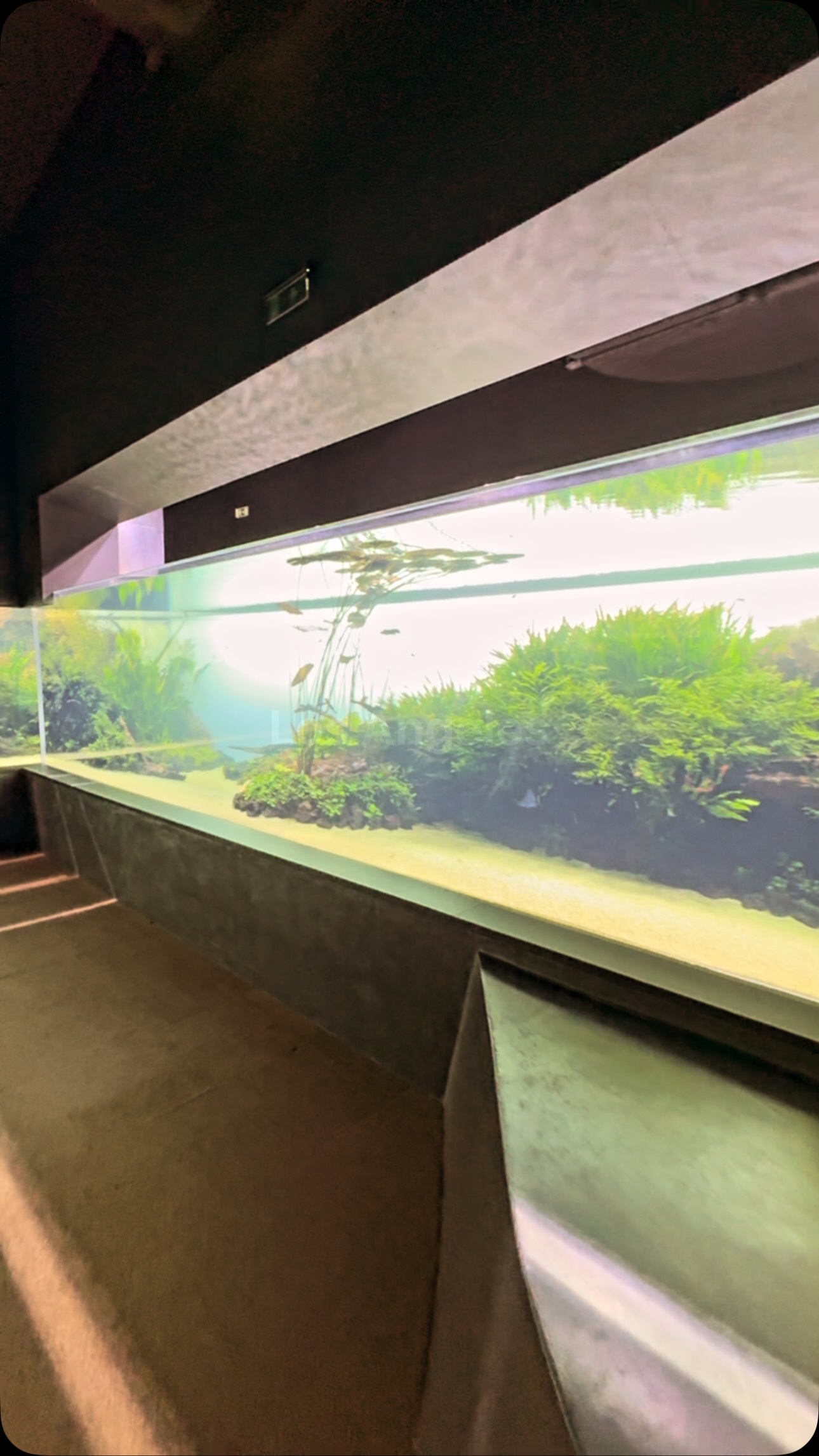Florestas Sumersas.
Un proyecto con el que crecimos juntos dice adiós después de más de 10 años.
Una obra maestra que queda en nuestros recuerdos y nuestros corazones.
#pzes #pzesaquascapingteam #madrid #natureaquarium