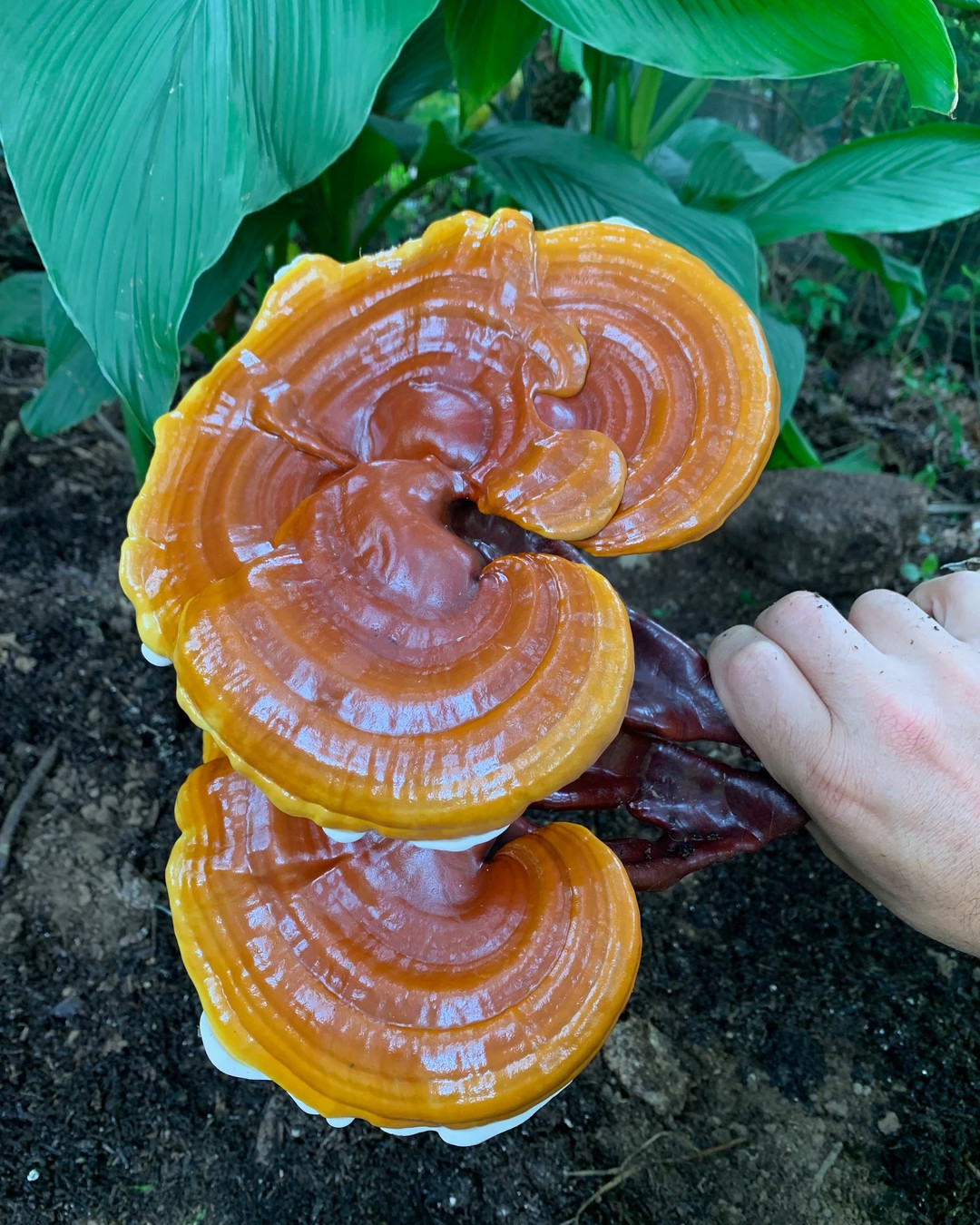 🍄🟫 Cold air, damp ground, and the whole farm waking up. Winter is mushroom season.
From our cultivated King Trumpets and golden Chestnuts, to a fairytale Reishi unfurling under the turmeric, to the wild volunteers colonising an old straw bale just for the joy of it — fungi are a kingdom of endless diversity.
Not plant, nor animal, but the quiet recyclers, tending the soil's microbiome (and our gut's too) holding it all together. 🌱
We never tire of the wonder of them. ✨
— from the farm x