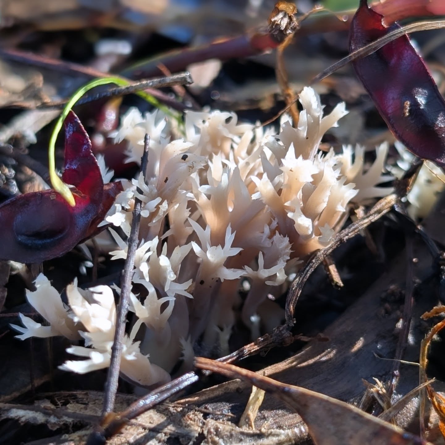 The Mycelium Spore Society met at Bellbird Corner in Maffra on Sunday for a morning fungi walk. It was wonderful to see a variety of species popping up under leaf litter and within the moist moss around the edges of walking paths.
The group had now begun creating a species database using iNaturlist. 🍄