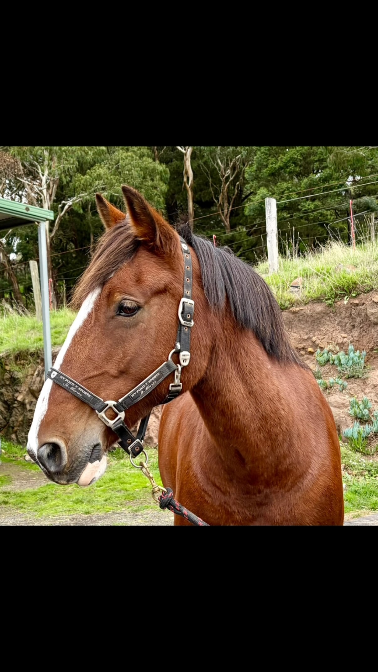 Join me for Equine Flow and discover how you can help your horse regulate their nervous system with a selection of hands on techniques, including cranial sacral, myofunctional and myofascial therapies.
A few spots still available for Sunday 19th July from 10am to 4pm at Kookaburra Park in Kyneton.
Work with your own horse to build a deeper connection.
Grab a ticket here https://www.woofandhoof.com.au/event-details/equine-flow-workshop-balance-flexibility