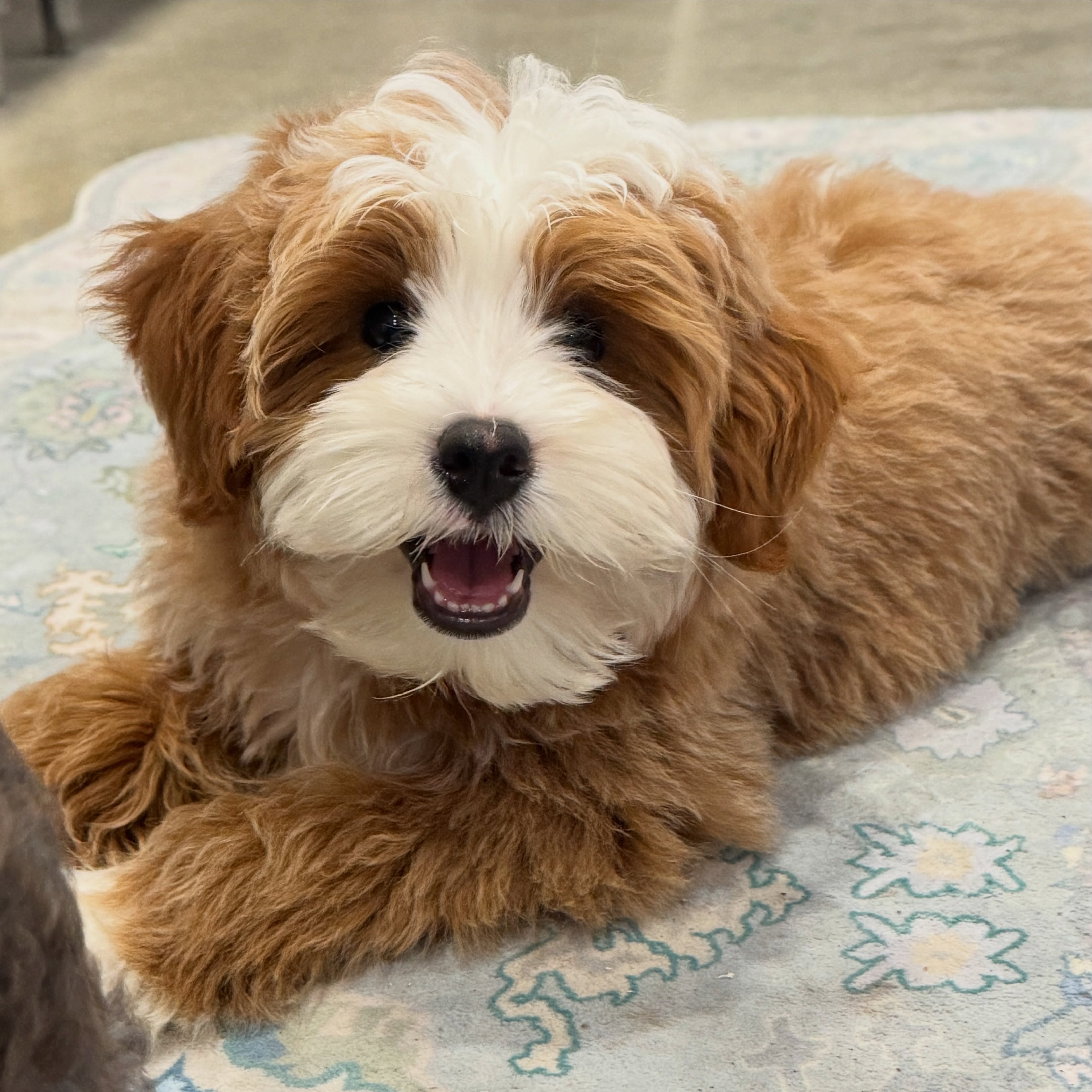 Our little powdered sugar sweetheart, Beignet, will soon be heading off to his Guardian Home. ❤️
But don’t worry, you’ll still be seeing plenty of this handsome boy around here! We’re excited to watch him grow, spoil his new family rotten, and one day step into his future papa duties. For now, he’s just focused on being adorable and collecting as many snuggles as possible. 🐾
#BoxwoodDoodles #Bernedoodle #MicroMiniBernedoodle
