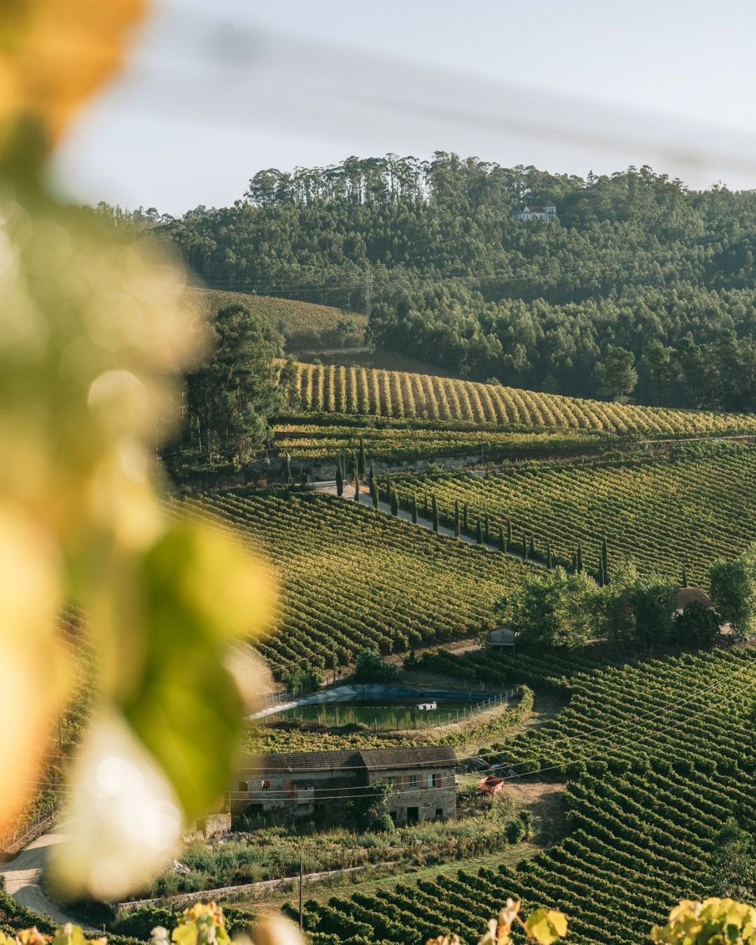 Vineyard views from @quintadalixa. Portugal is gearing up for the big game tonight, so why not enjoy sipping some delightful Portuguese wine.
Seeing that we're hitting 104F 🔥 today I'd suggest something a little lower abv, with a hint of a bubble, with a crisp refreshing finish. Vinho Verde anyone?
#summerwine #vinhoverde #portuguesewine #worldcup2026 #wine