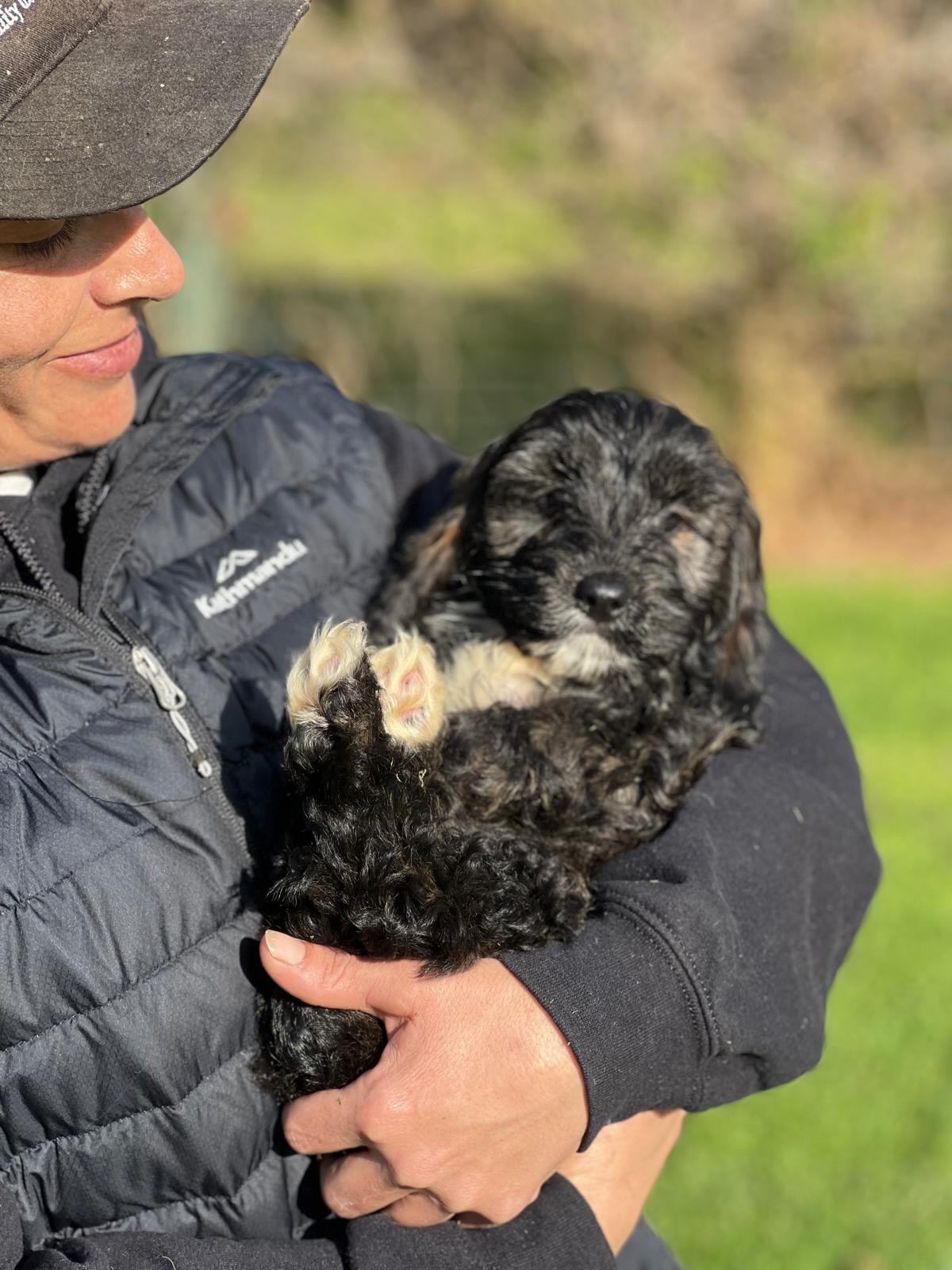 โจ Everyone, meet Maddy! โจ
Sweet, playful, and always ready for cuddles, Maddy is a beautiful female Spoodle who can't wait to brighten someone's world! ๐ Born on 19 April 2026 to Macy & Milo, she's ready to start her next big adventure with a loving family.
๐ถ Maddy
๐ Female Spoodle
๐ DOB: 19 April 2026
๐ Parents: Macy & Milo
๐ Microchip: 956000019469056
๐ Source No.: Br100575
Your new best friend could be waiting! ๐พโค๏ธ
#SpoodleLife #CutePuppy #DogLovers #PuppyAdventures #PuppiesDownunder