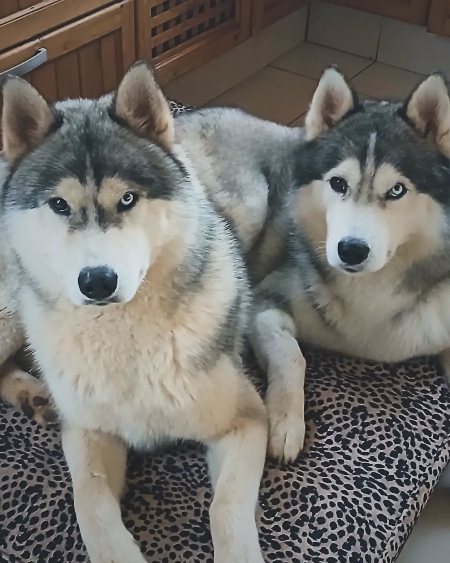 A chip off the old block.
Rocco with his dad Knox
SpiritKeeper Papa Don't Preach & MBIS MBISS SP CH INT CH Hightower's Knoxville Cowboy with SpiritKeeper JM Nat.Dog'25 Nat.Working'24'25 ZAW'24'25 CGC BR
#spiritkeepersiberianhuskies #siberianhuskiesofinstagram