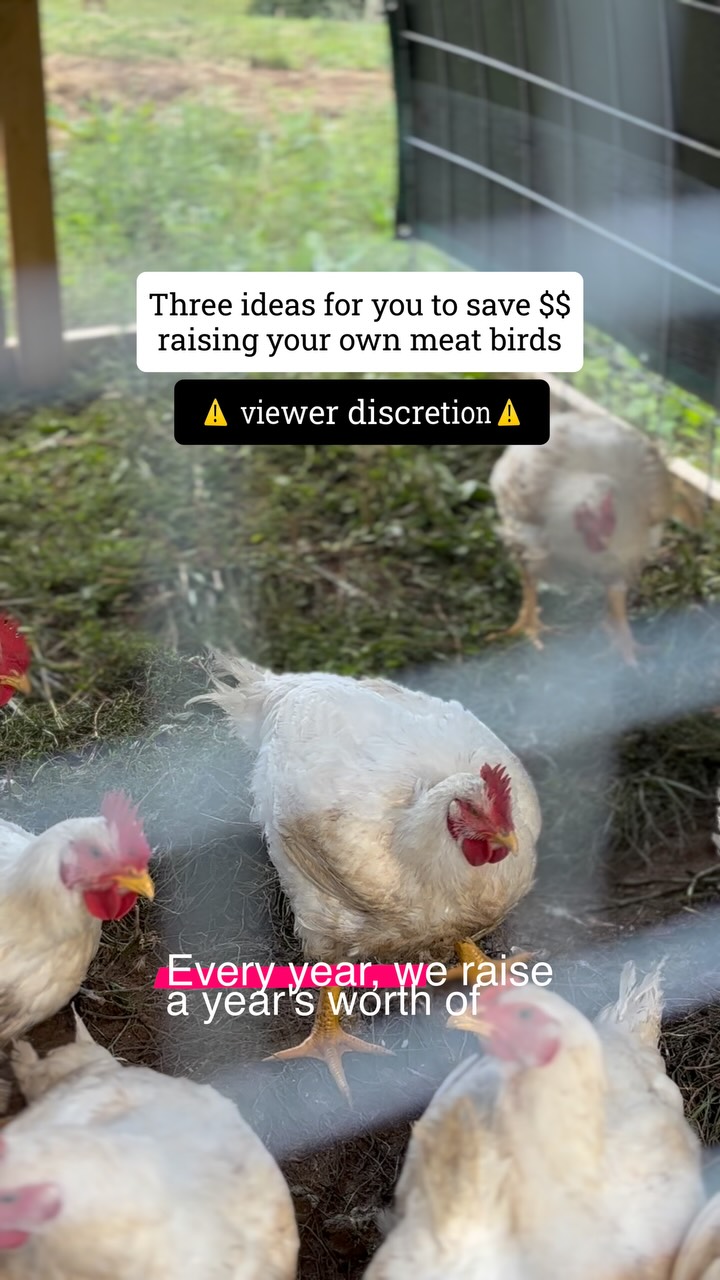 Three ways we have saved money raising a years worth of meat for our family of 8
#homesteading #farm #chicken #farmlife