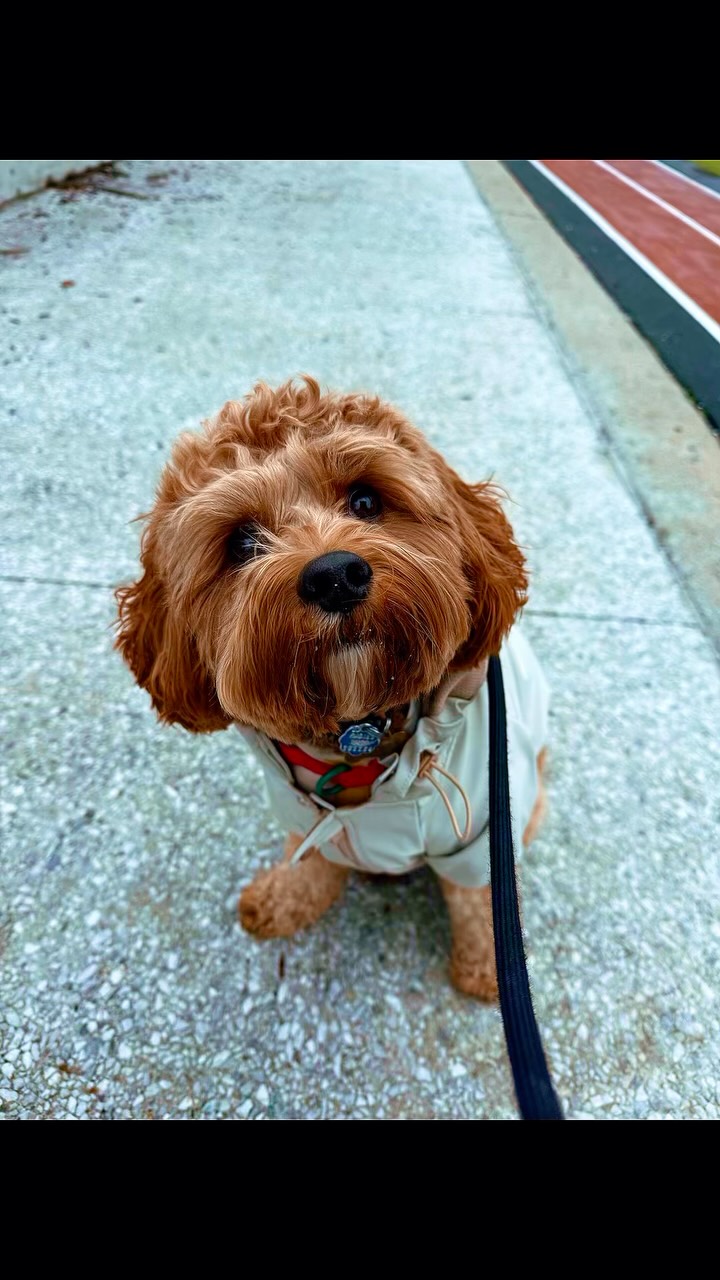 Raise your paws and give a nice belated Barkday shout out to this amazing little OG of the dogsofallboroughs family, BABY GEORGE ! 💛💛💛🥳🥳🥳🐾🐾
~ June 2 ~
🐥Happy 2nd Barkday to our sweet, handsome boy, George! 🥳🎉💙🐾
What an incredible journey it has been watching you grow from the tiniest little puppy into the amazing young boy you are today. It truly feels like just yesterday we first met you, and now look at you full of confidence, happiness, and your own wonderful personality that brightens every single day. Even though you’re all grown up now, you’ll always be our little Baby George. No matter how big you get, that’s how you’ll forever stay in our hearts. 💙Every adventure with you has been filled with laughter, wagging tails, happy zoomies, and so many unforgettable memories. Your sweet, loving nature and playful spirit always put smiles on our faces, and seeing how excited you get for your walkies is one of the best parts of our day. You have such a special way of making everyone around you happier just by being yourself.We are beyond grateful to your amazing mom for trusting us with you and giving us the opportunity to meet such an incredible pup. Over these past two years, you’ve become so much more than a client you’ve become our best friend and part of our Dogsofallboroughs family. We cherish every moment we’ve shared together and can’t wait to create even more memories, explore new places, make new furry friends, and continue this wonderful adventure by your side. Happy 2nd Barkday, George! 🎂🐾 Thank you for filling our hearts with so much love and joy. We love you so much and hope your special day is filled with endless treats, belly rubs, toys, and all the happiness you deserve. Here’s to many more years of adventures together. Stay pawsome, sweet boy we’ll always love you! ❤️🎉
#dogsofallboroughs #cavapooworld #cavapoolovers #dogsofnyc #barkday
