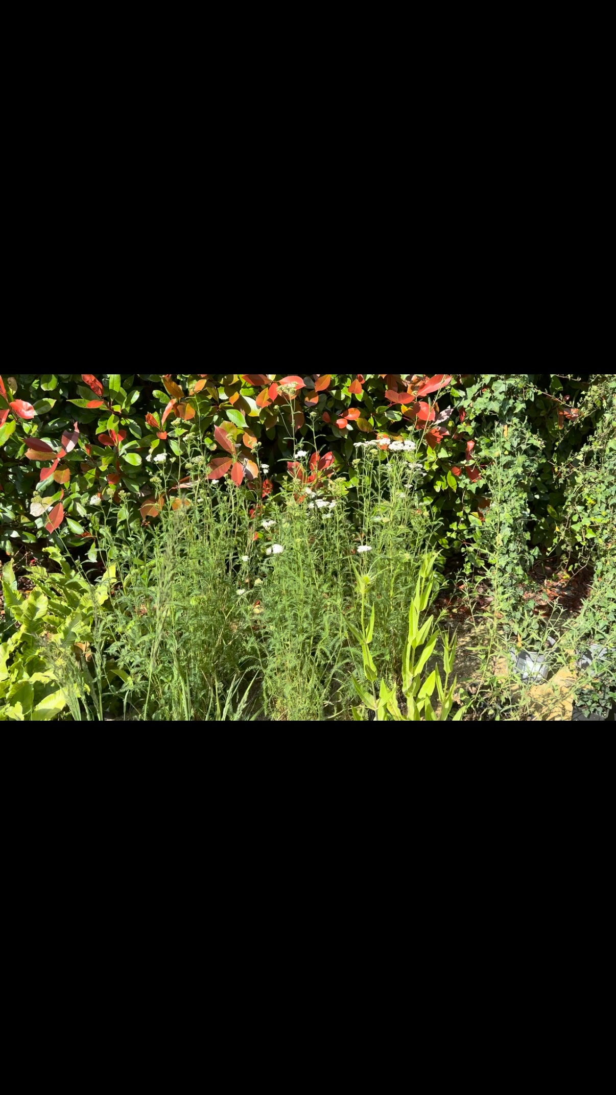 Checking out the plant haul to make some selections for starting the build for #rhsbadmintonflowershow2026 next week. Great plants here from @bannisterhallltd with a huge amount of help from Dave to handle our order and keep us updated with plant condition.