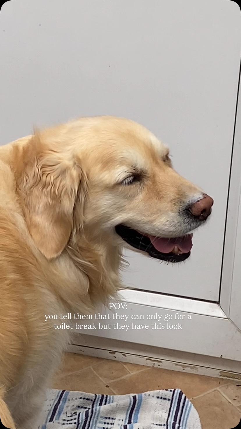you know it’s just going to end in zoomies 😮💨
#dogwalker #dogsofinstagram #goldenretrieverworld