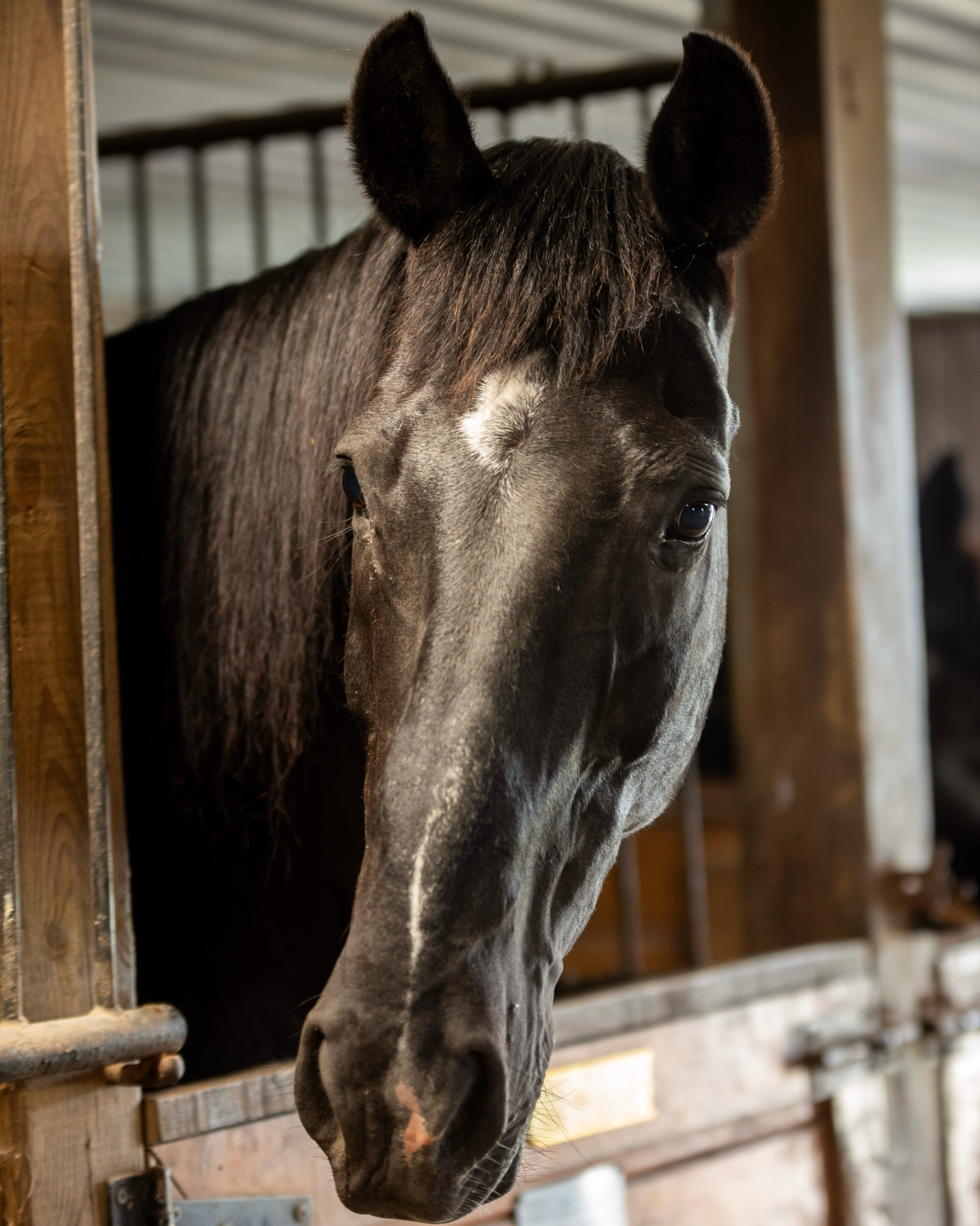 For today’s #meettheteamtuesday … ELLIOTT 🫎💙
Black Warmblood Gelding
Stands 16.2 hands
Born on May 1st, 2007
Big, bold, and handsome…this striking gentleman is already a fan favourite at Tuff. His fast walk and gentle manner make his riders feel like superstars. Although he is new to the job of being a Tuff program horse, he has taken to his new career beautifully and is a complete natural. Elliott has many friends in the paddock and seems to be the social butterfly of the group. To know Elliott is to love Elliott, for both horses and humans alike.
#tufftherapeuticridingfoundation #therapyhorse #tuffhorses #equinetherapy