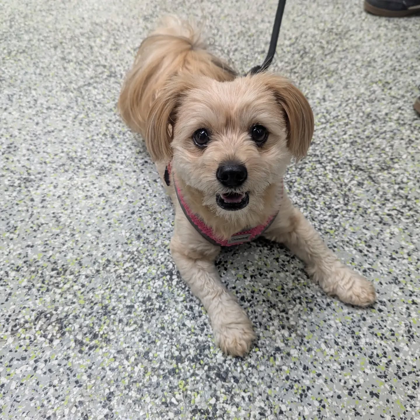We had the pleasure of meeting Peanut (Miss Spicy Peanut 🌶️) and her pawrents in store today!
It's always great to meet new members of our community. 💜
#yegdogs #dogsofinstagram #yegsmallbusiness #yegpets #supportlocal