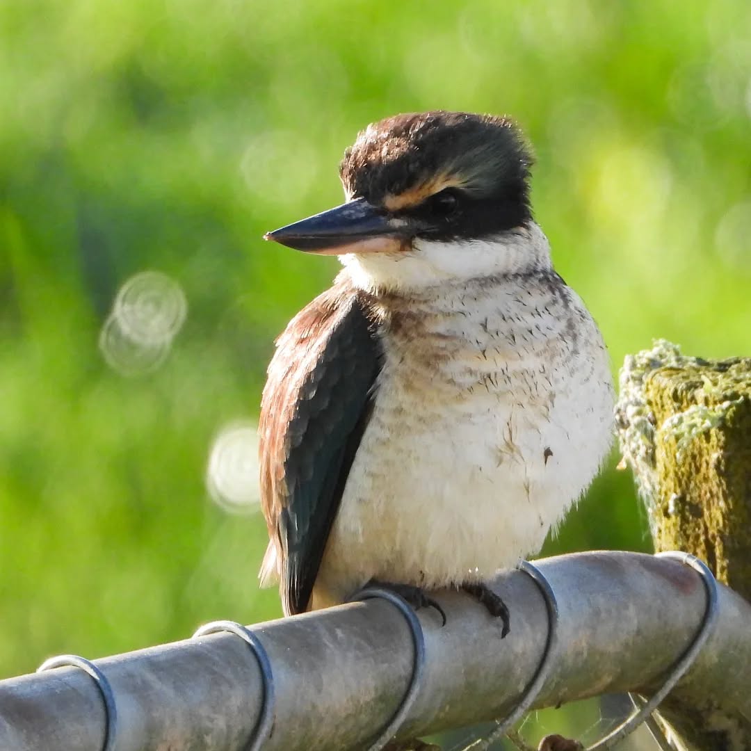 Kotare in the morning sun
#kotare #sacredkingfisher #karameakingfisher
