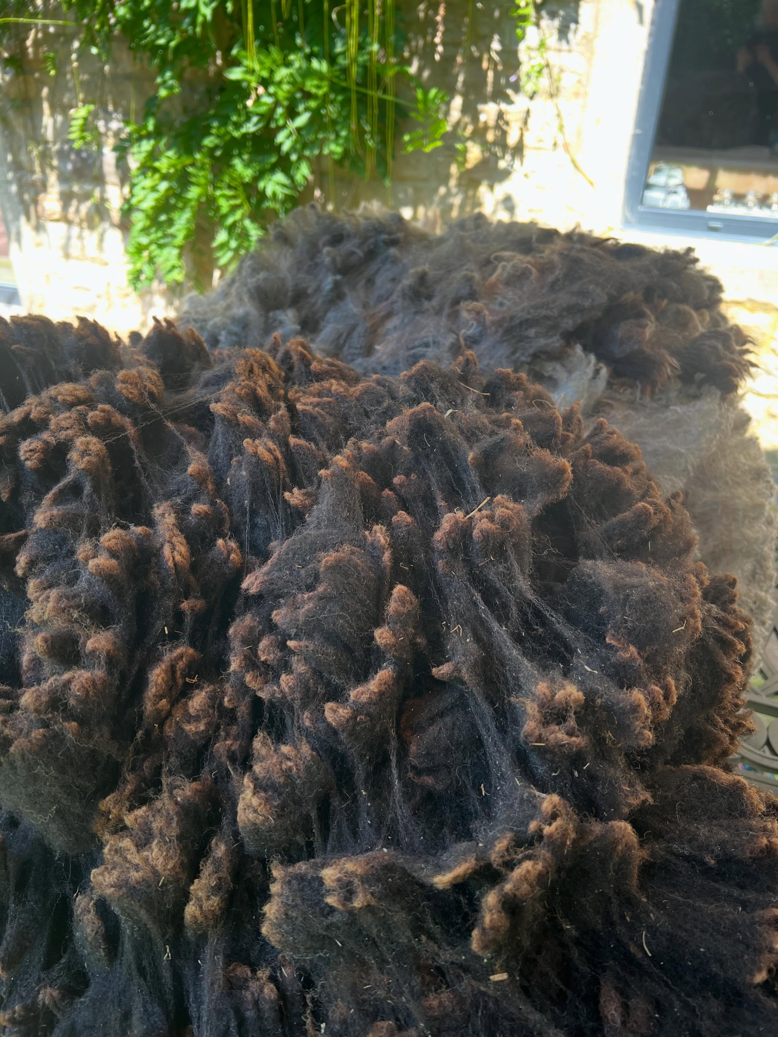 It’s not long to go before the @greatyorkshireshow and the @yarntellers annual get together to turn sheep fleece into a beautiful blanket.
In preparation for the show I have just collected this beautiful fleece from @rawlinshaw and can’t wait to see it spun into yarn for this years project.
If you are visiting the show you can come and see what we are up to in the fleece tent, or even join us to knit a square!
#fleecetoblanket #greatyorkshireshow #handspinning #fibretoyarn #naturalfibres