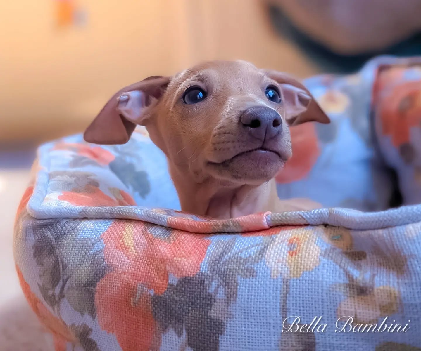 Clyde Bella Bambini aka Nika
C Wurf
Emmy & Duke
https://italiangreyhound.breedarchive.com/animal/view/clyde-bella-bambini-9d7763e0-4bc5-47f4-a5fb-3ebc683f8473