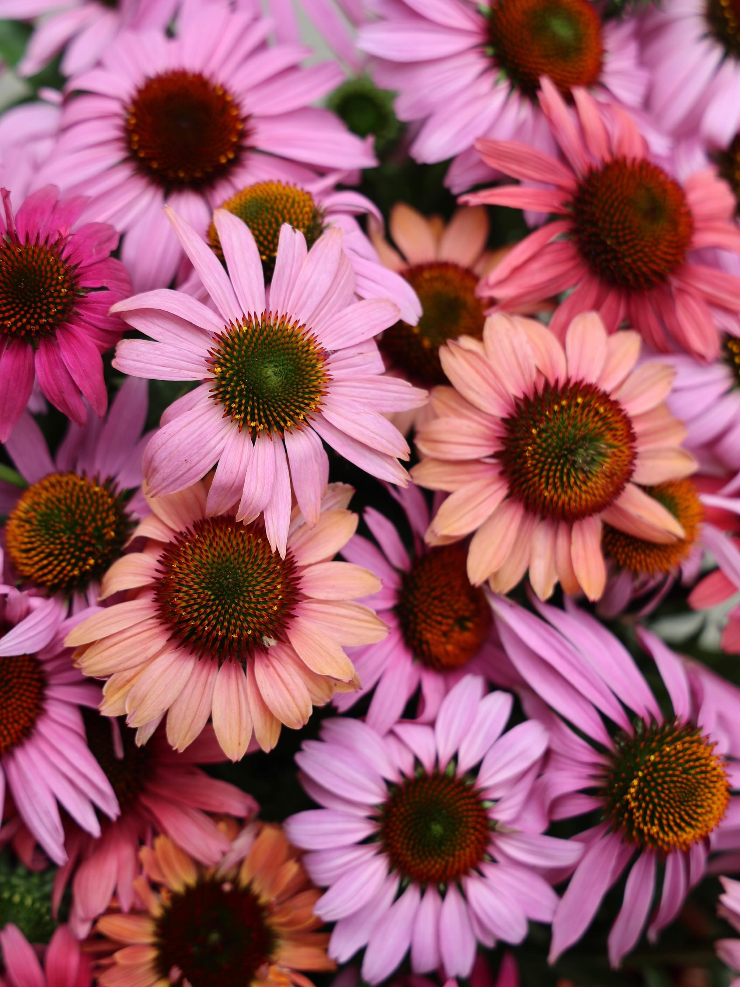 Pink perfection coming out of the perennial field. Echinacea (coneflower) is our summer savior, thriving in the heat and drought of summer when everything else fades. These beauties are headed to our subscription bouquets this week. 💗