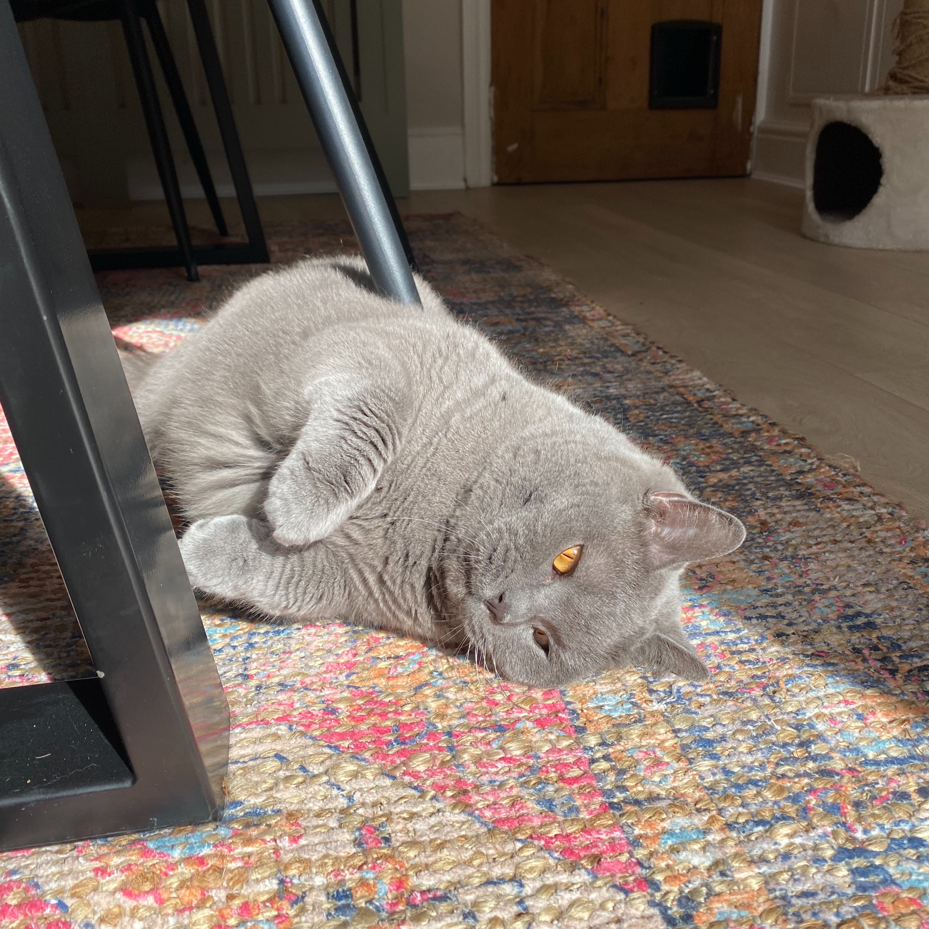 🌟💛✨🤩
#catsofinstagram #catsoftheweek #britishshorthair