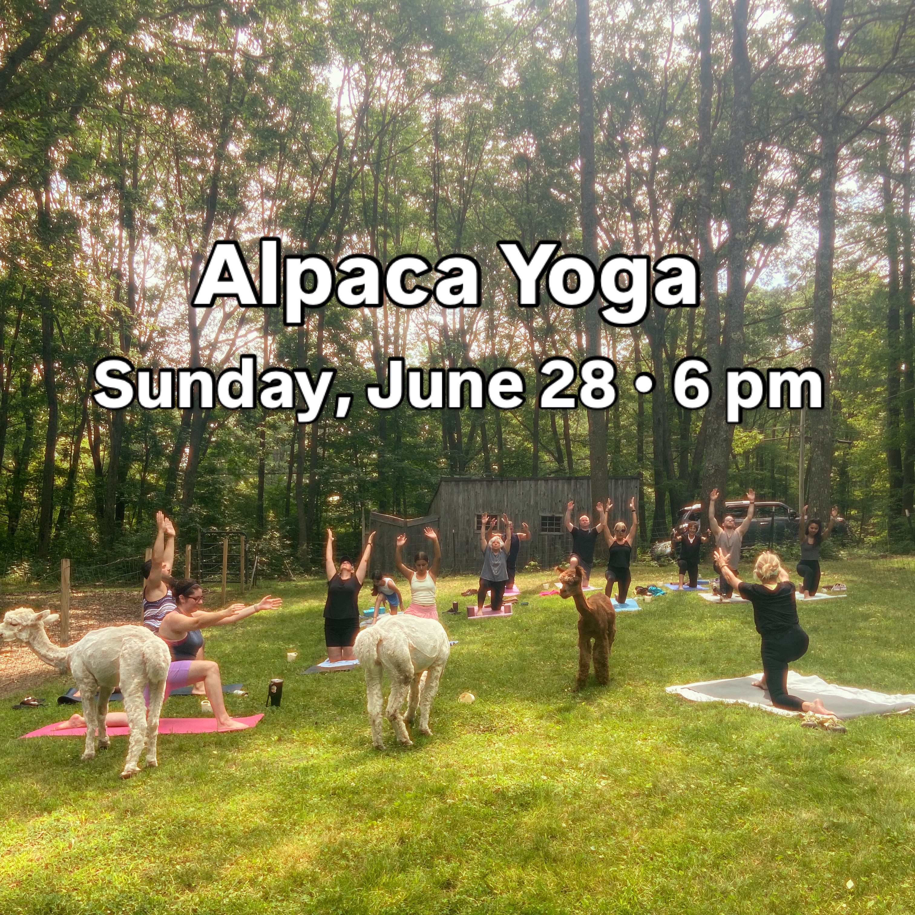 Alpaca yoga returns June 28 at 6pm! Join us at Lulu’s Barn in Westport Island, ME for outdoor yoga with our alpacas. $30, pre-register at lulusbarn.com
Link in bio.
#AlpacaYoga #yogawithalpacasmaine #midcoastmaine #mainethings #mainesummer