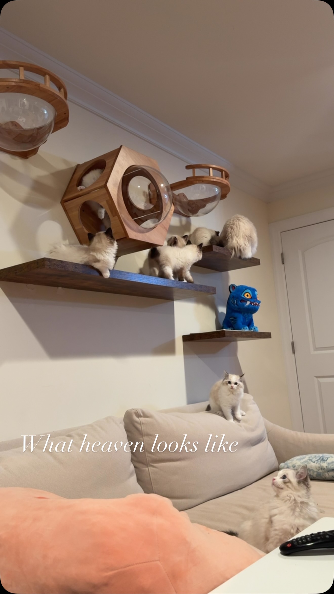 Have you seen these many happy cats in one wall?
#cat #ragdoll #ragdollcats #ragdollcaterry