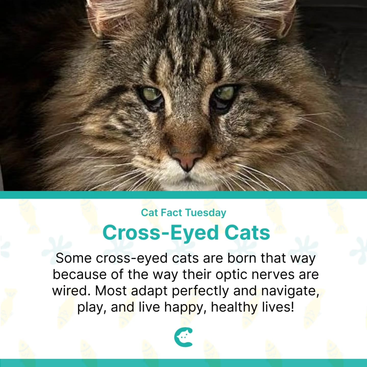 A little cross-eyed, a lot adorable. š» Every cat sees the world in its own unique way. ā¤ļø
In frame our Official CatSwoppr Model Checo (for illustration purposes only) thanks to @e_heyer
.
.
.
#catfacts #crosseyedcat #catsoļ¬nstagram #catlovers #cutecats