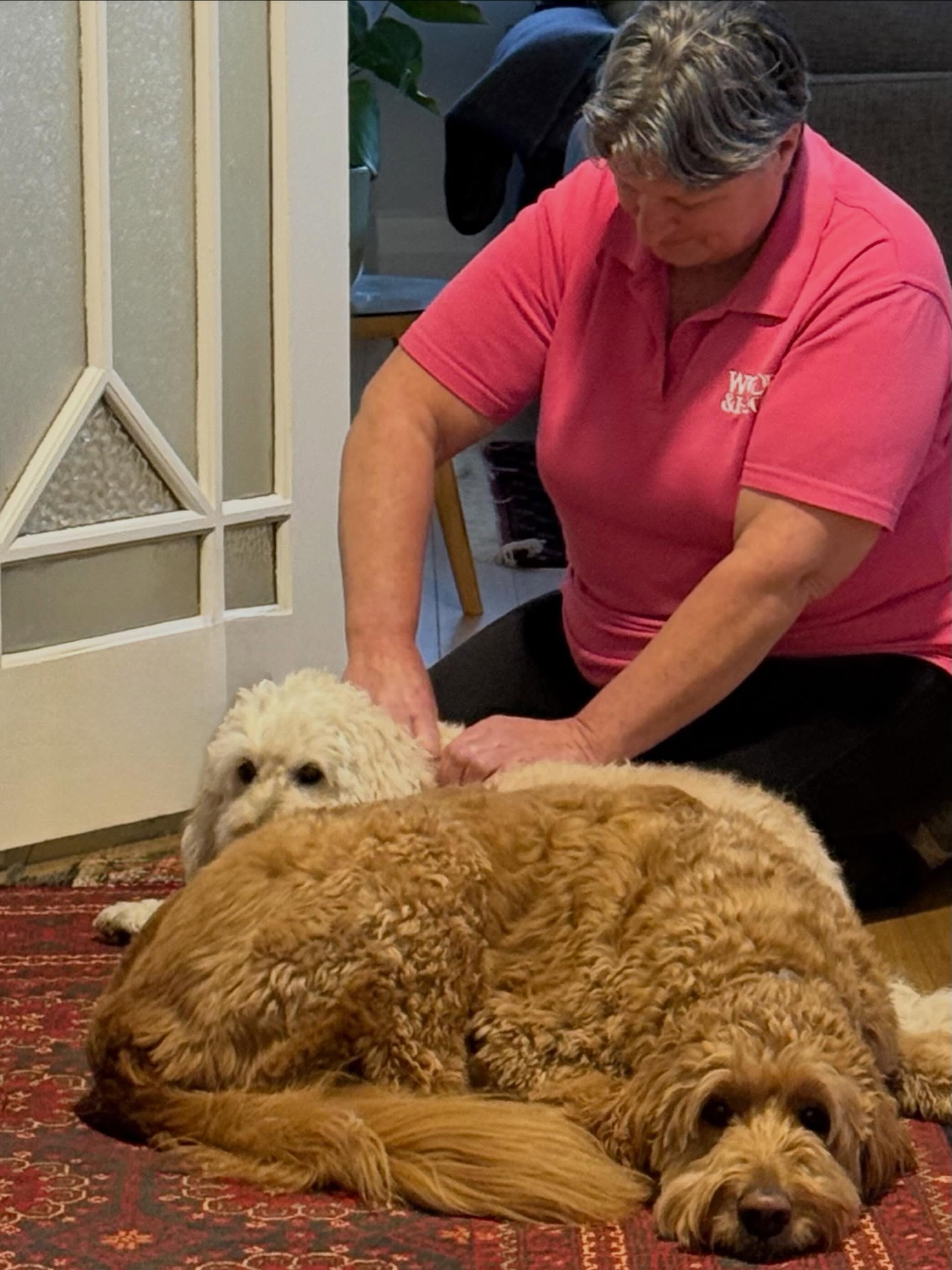 These oodles are hilarious! 🤣 While Atticus has his myofunctional therapy, Winston makes himself available just in case 🤣🩷
