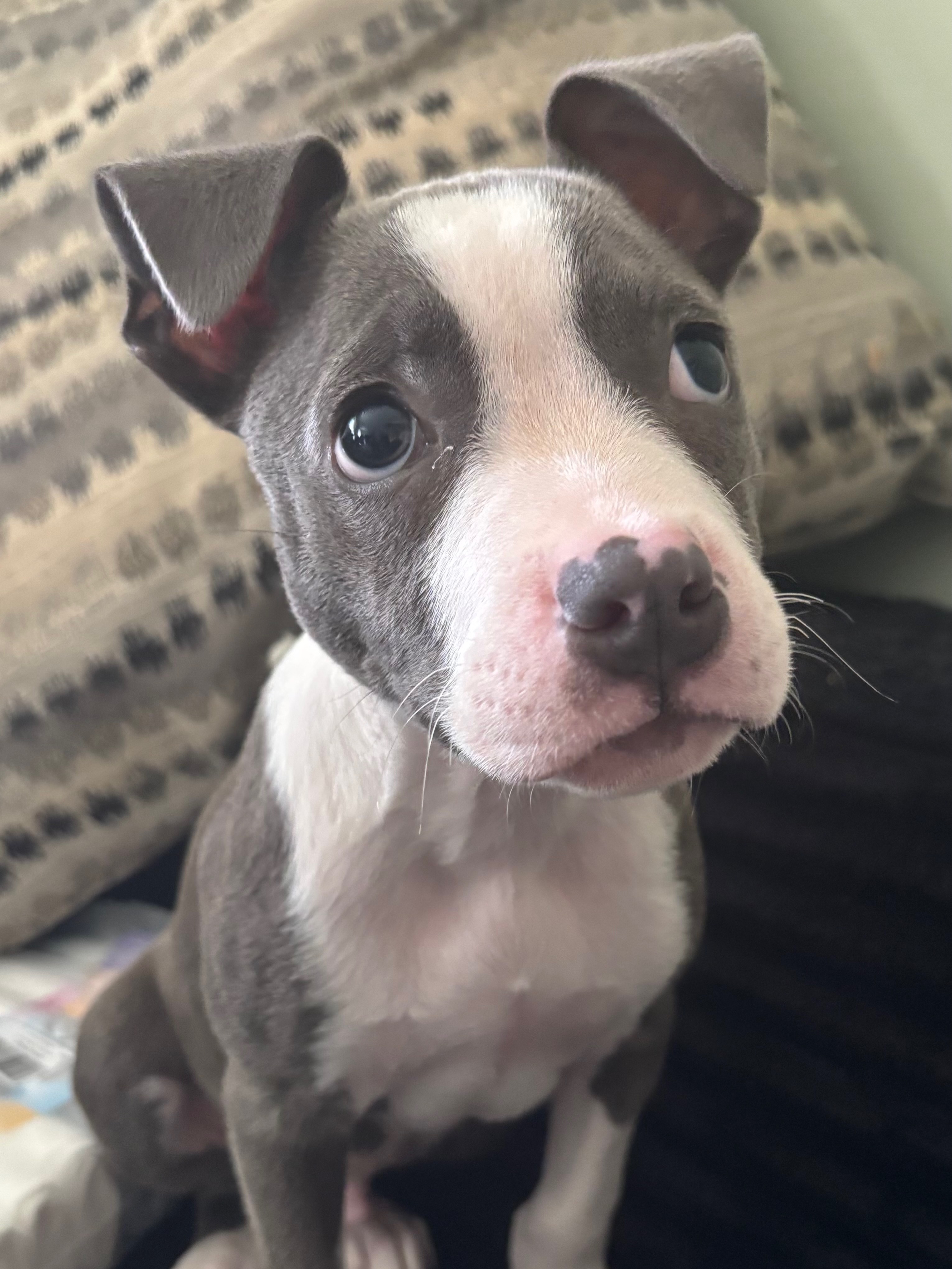 Adoptable Stinky Periwinky - a cute little puppy with confidence and pizazz that will surely make you laugh and keep your resident dogs busy with playtime!
Apply to adopt Stinky or other dogs like him through the link in our bio!
—
#adoptable #pittiepuppy #lailaslegacy