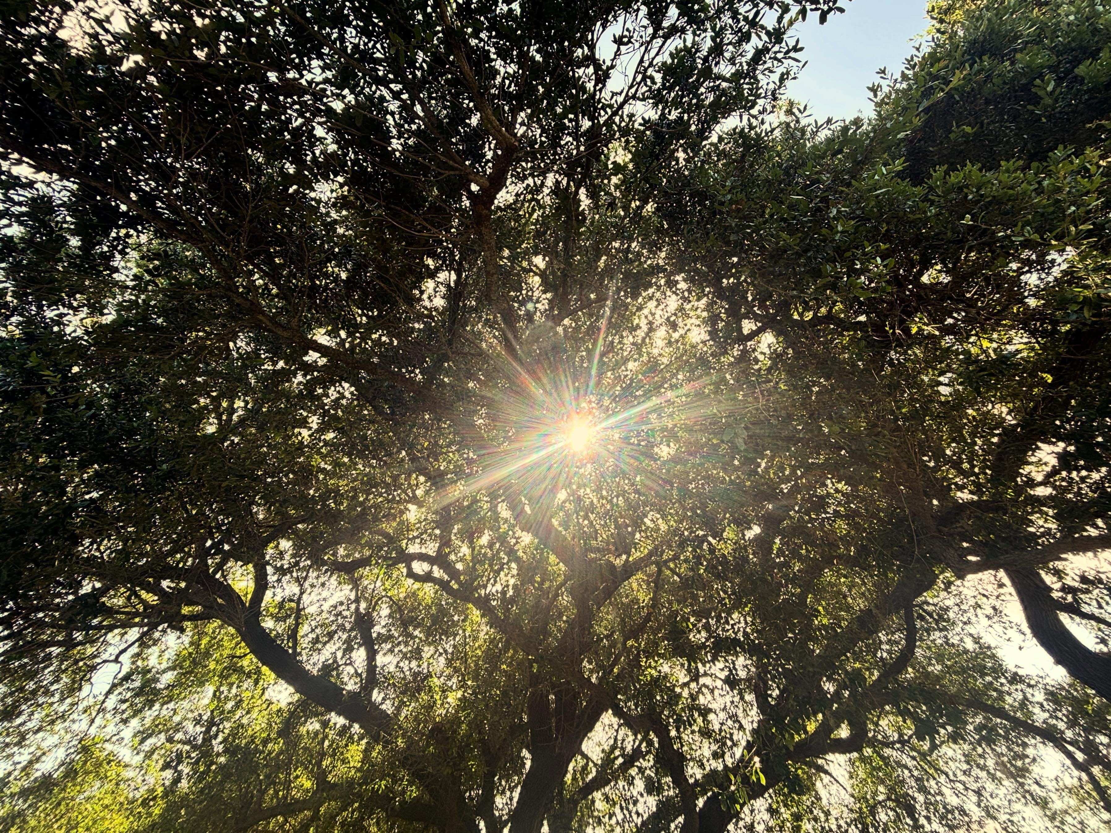 When was the last time you sat under a tree, closed your eyes and let the dappled light dance across your eyelids? This is how I chose to slow down this afternoon. Eyes closed, wind in my hair, sunlight dancing on my eyelids, wooden wind chimes chattering in the background, and a chorus of birdsong to keep me company. #lifeisgood #nature #itsthesmallthings #ohsograteful