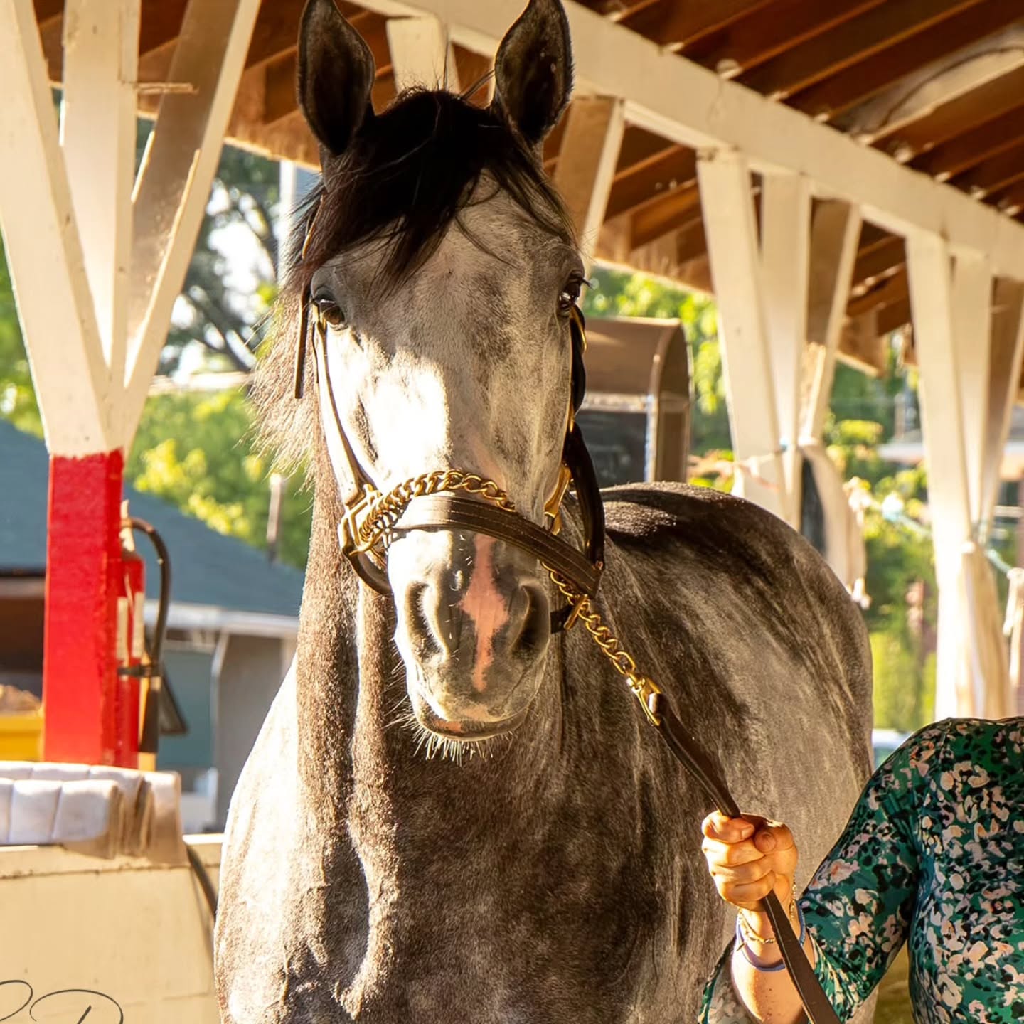 Mesero heads to Texas this weekend for @lonestarpark's Summer Turf Festival featuring four stakes races, including the $250K Texas Turf Classic where the 4yo Not This Time colt breaks from post 1. Wishing him safe travels, a safe trip and best of luck to owner CJ Thoroughbreds and owner/breeder Delia Nash! (Some pics of him this morning stretching his legs before the big trip.)