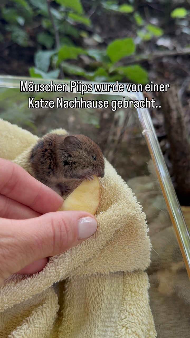Mitgefühl ♥️
#lebenshof #lebenretten #tierliebe #mitgefühl #maus