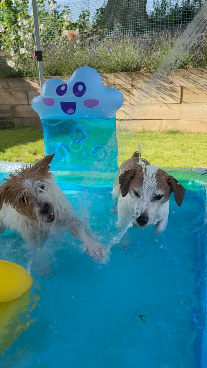 Bought a new paddling pool for the children… it was an even bigger hit with the dogs!
#hotdogs #splash #paddlingpool #jackcambjrt #funnydogs