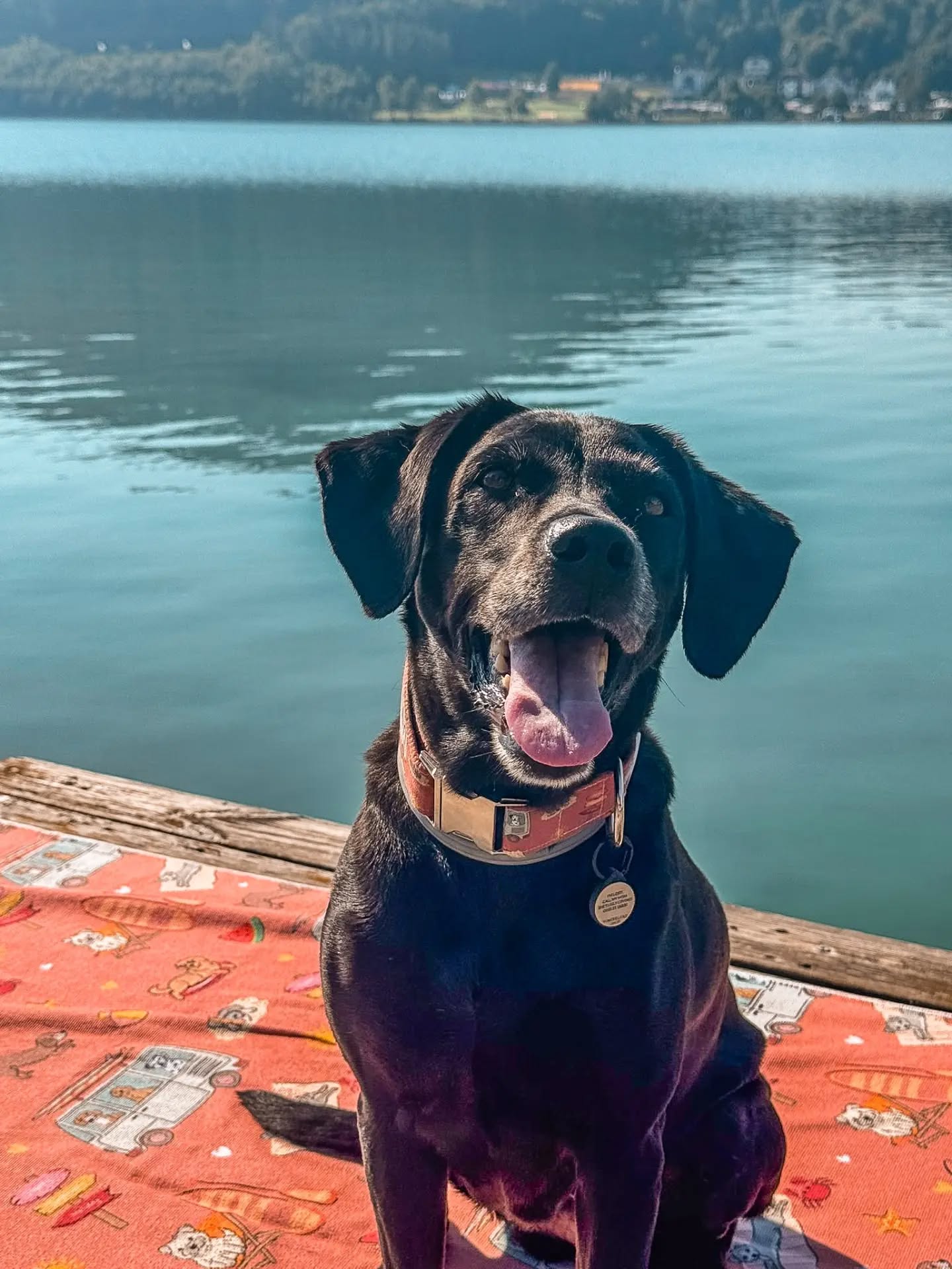 Urlaubsgrüße von Blue aus Kärnten 😍🧡💦
@thelovelylabs__blue_coco