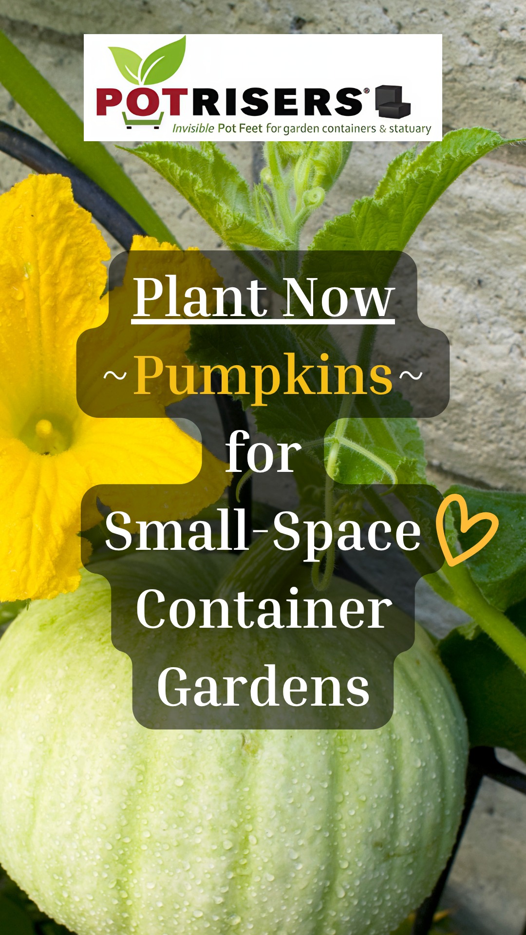 Think you need a big garden to grow pumpkins? Think again!
Many pumpkin varieties thrive in containers, making them perfect for patios, balconies, decks, and other small spaces. With the right container, plenty of sunshine, and consistent watering, you can enjoy homegrown pumpkins this fall.
🌱 In this post you'll learn:
🎃 Compact pumpkin varieties to grow
🪴 How to plant pumpkin seeds in a container
☀️ Simple care tips for a healthy harvest
Don't forget to elevate your container with Potrisers® to improve drainage, increase airflow beneath the pot, and help protect your patio or deck while your pumpkins grow.
Save this post for your upcoming pumpkin planting and share it with a fellow gardener!
#ContainerGardening #Pumpkins #GrowPumpkins #PumpkinPatch #PatioGarden #SmallSpaceGardening #UrbanGardening #VegetableGardening #GardenTips #GrowYourOwnFood #EdibleGarden #HomeGarden #FallHarvest #Potrisers
