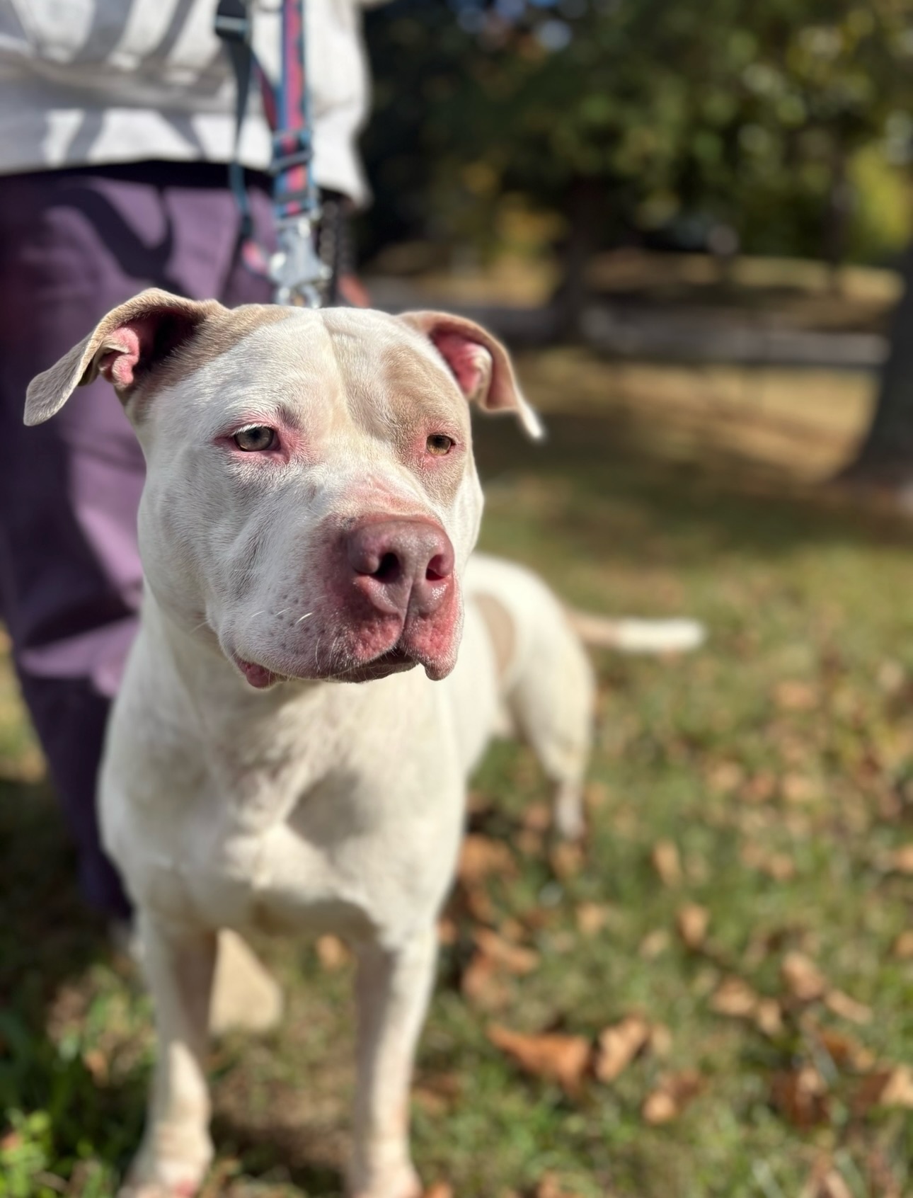 Bjorn Update 🚨
In an effort to share as quickly and clearly as we can, please swipe to read a message.
If we do not have a foster by EOD we are faced with the heartbreaking decision to place him in boarding tomorrow, as boarding is closed on Saturday.
Even two weeks would help!