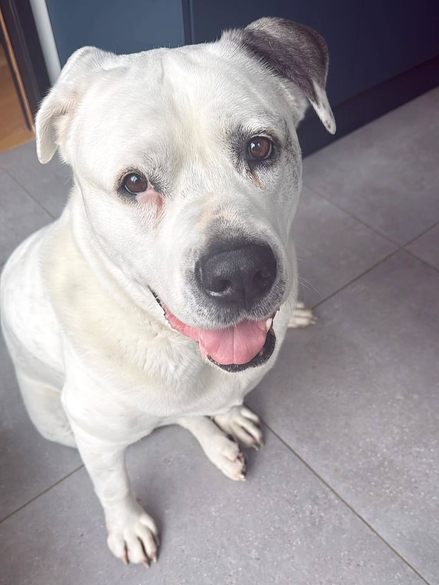 Welcome 🤍 Lala the American Bulldog 🤍 to the 🐾 WiggleWaggles Family 🐾
#americanbulldog #cute #dogoftheday #dogsofinstagram #bulldog
