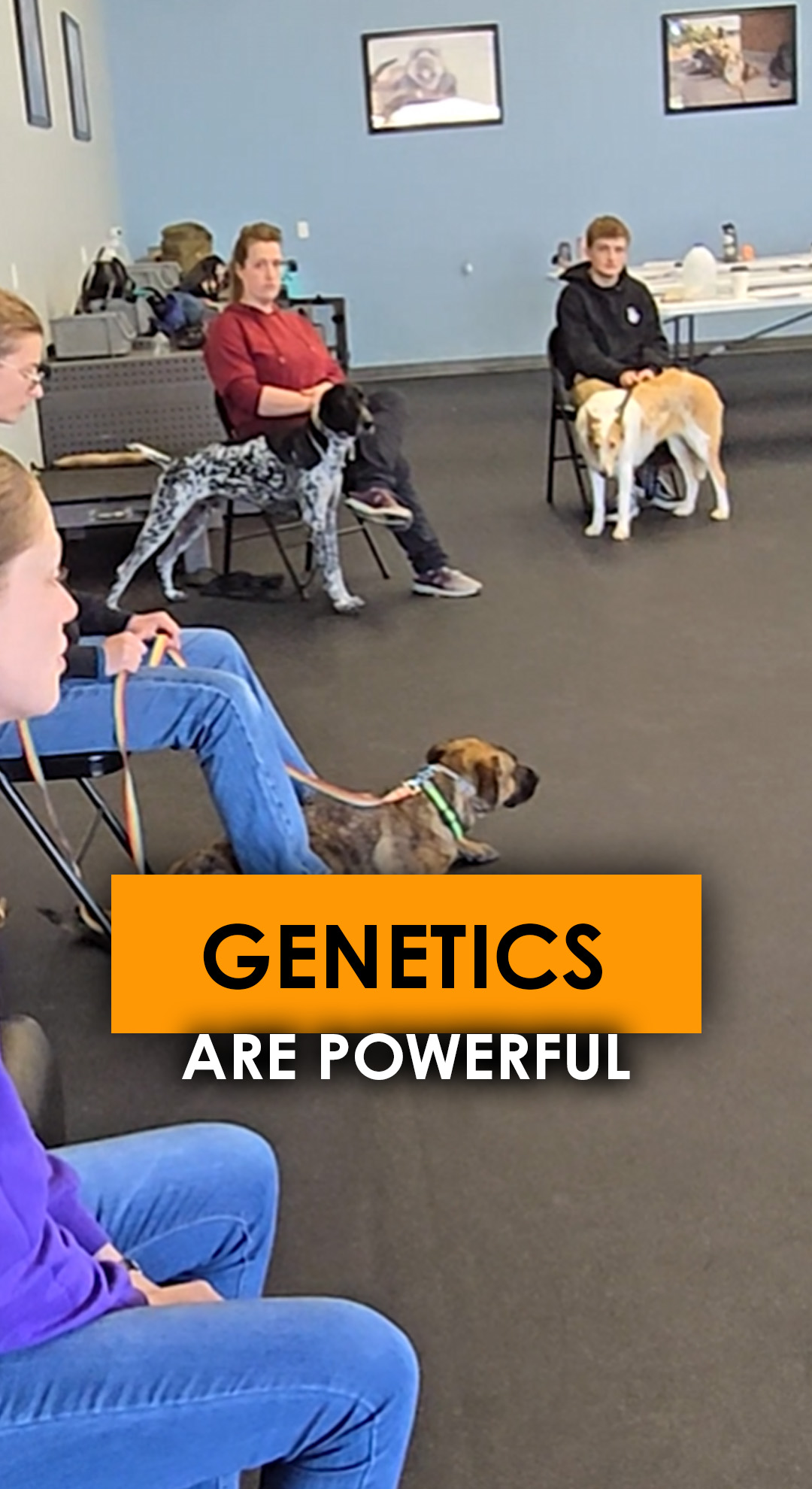Dog genetics vs. Training.
Not ready to commit to a course or certification yet?
Start with our FREE Dog Trainer Workshop and learn how to navigate a dog's natural drives, comment WORKSHOP and we will send you the link!
Interested in becoming a Professional Dog Trainer?
At Method K9 Institute, we offer:
✔️ Online and in-person certification options
✔️ Flexible payment plans
✔️ Monthly business coaching
✔️ Hands-on training opportunities
✔️ A proven path to building a career working with dogs
Start your journey today! institute.methodk9.com
#dogtraining #certifieddogtrainer #trainyourdog #professionaldogtrainer #dogtrainerschool #dogsofinstagram #shelterdog #rescuedog #trainyourdog #reactivedogtraining #behavioraldogtrainer