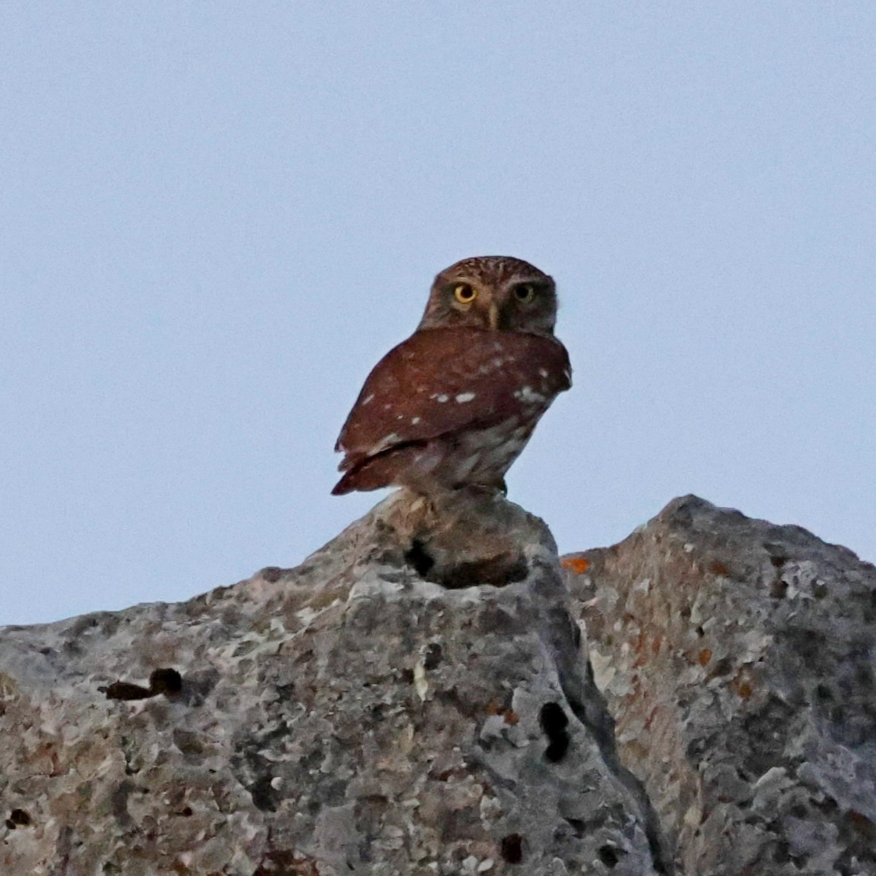 Not great picture quality, but I got a little owl while walking up Mt Ainos before sunrise. I like to hike up to a spot where I can see the sun emerge from the sea and watch the colours of the countryside turn from grey to red and then green.
#islandwildlife #kefaloniawildlife #greekwildlife #guidedwildlifewalks #birdlovers