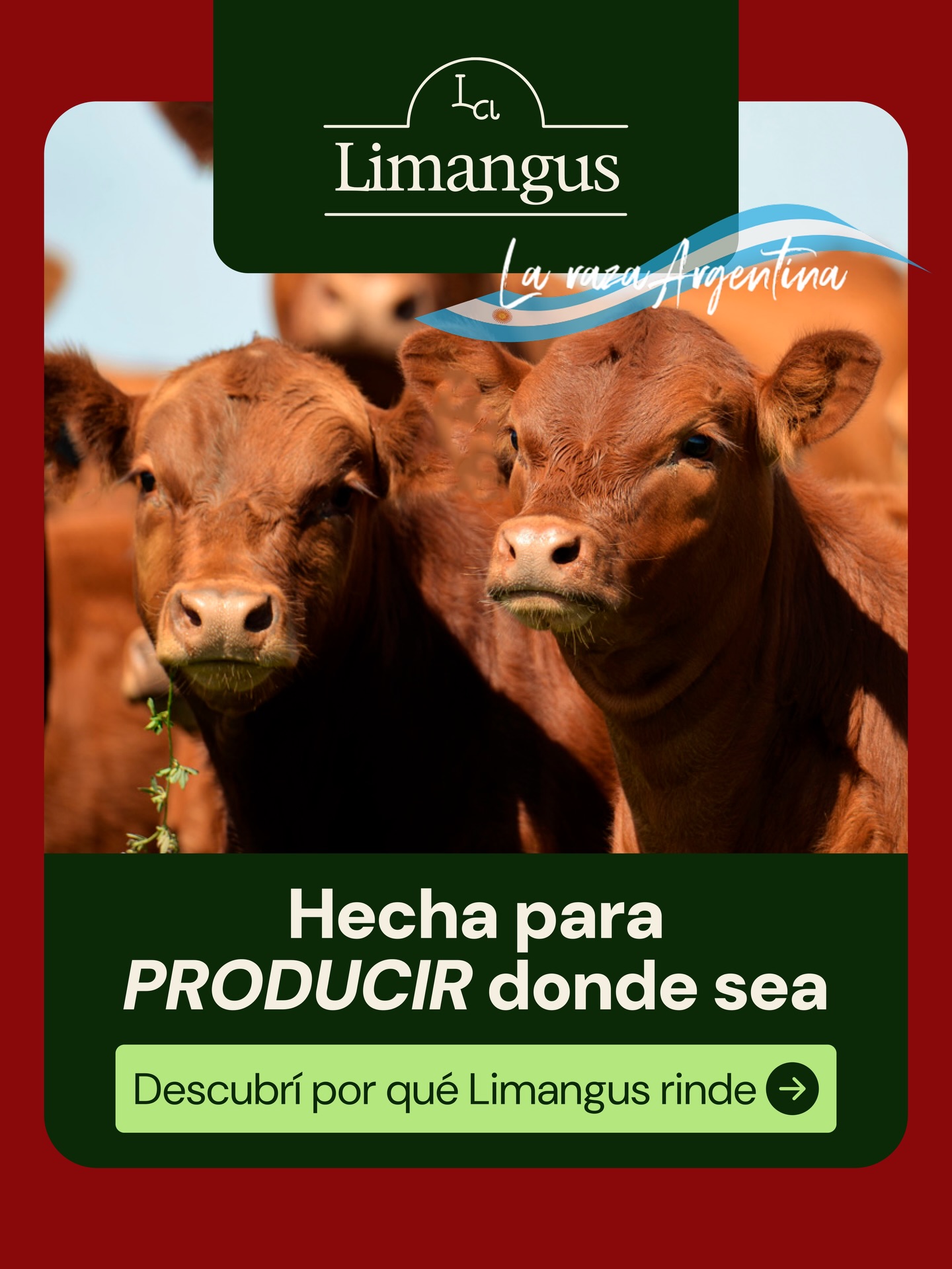 Una raza única 🐂
Los Limangus se caracterizan por ser animales de bajo costo 💲 de mantenimiento, gran adaptabilidad ✅ (se desarrollan tanto en la pampa húmeda en Argentina como en zonas zonas áridas como semiáridas del NOA y NEA) y con excelentes rendimientos a gancho 😉
¿Qué esperas para pasarte a Limangus?
#limangusarg #ganaderíaargentina🇦🇷 #larazaargentina #rendimientoganadero #campoargentino