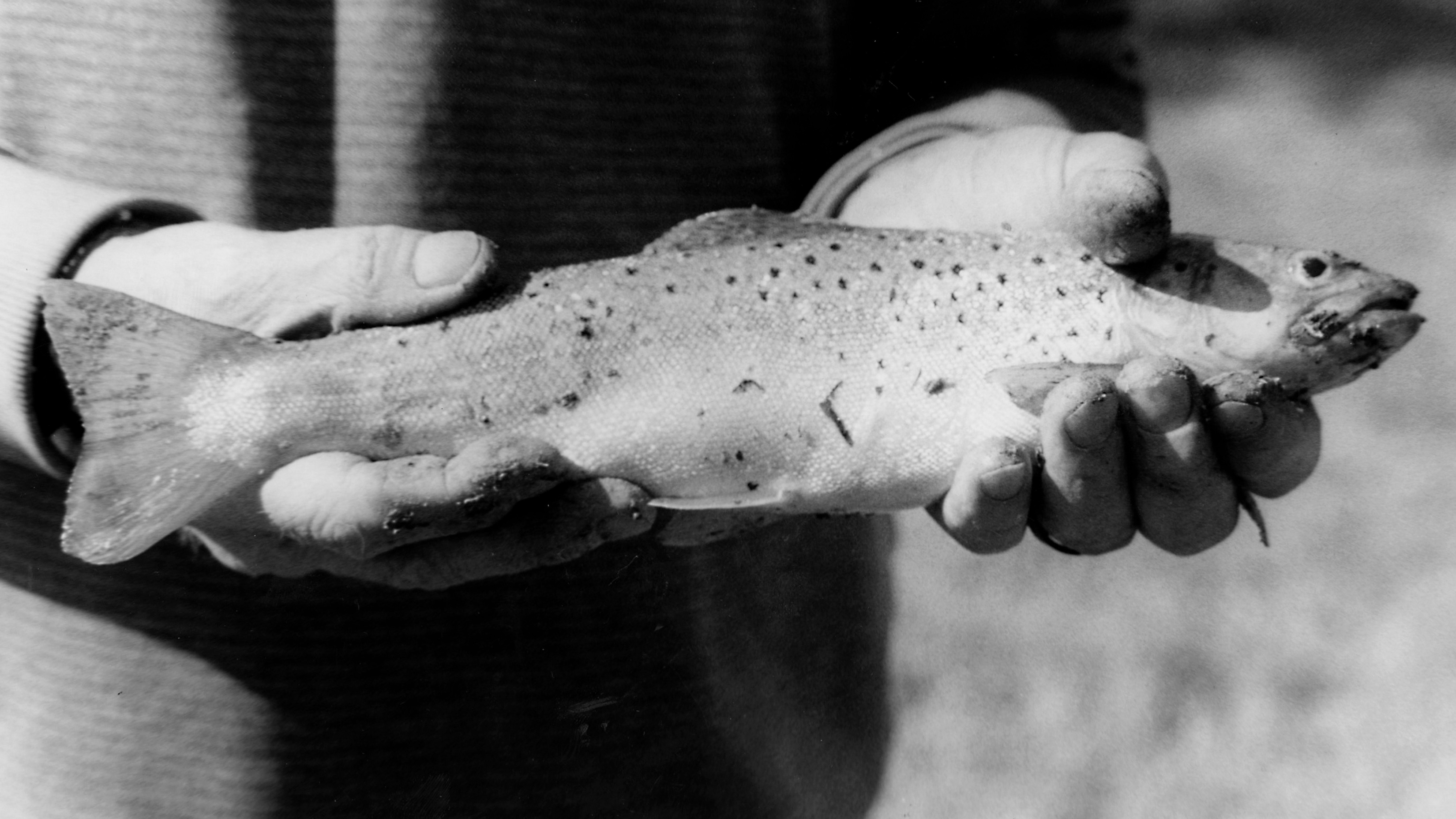 John's first trout catch in Michigan #trout #gelatinsilverprint #analogphotography #35mmfilm #Michiganfishing #janecampart