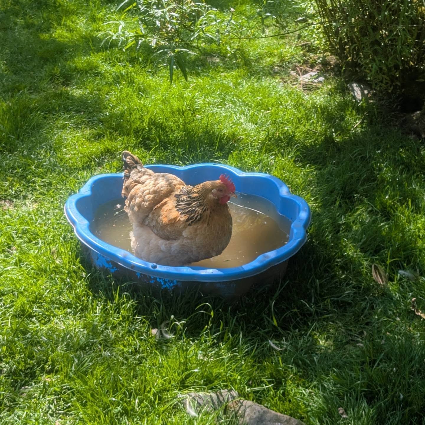 Heatwave survival mode: activated. 😎☀️
#happyhen #keepingcool #chickenlife #devonlife #countrylife