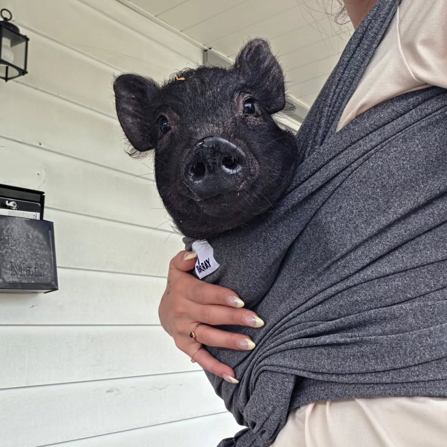 Happier news: the power of fostering 🐷🐷 Two more pairs of piggies headed to foster, ready to learn to love and get adopted. Congrats to their new homes!
Want to adopt of foster some of the Operation Squeal City piggies? You need a well-fenced yard, own your property, be allowed to have pigs, and have a separate space from dogs. Fostering can last a couple months or become foster fails.... your choice! Send us a message if you're interested.
#fostering #animalrescue #animalsanctuary #piggy #oink
