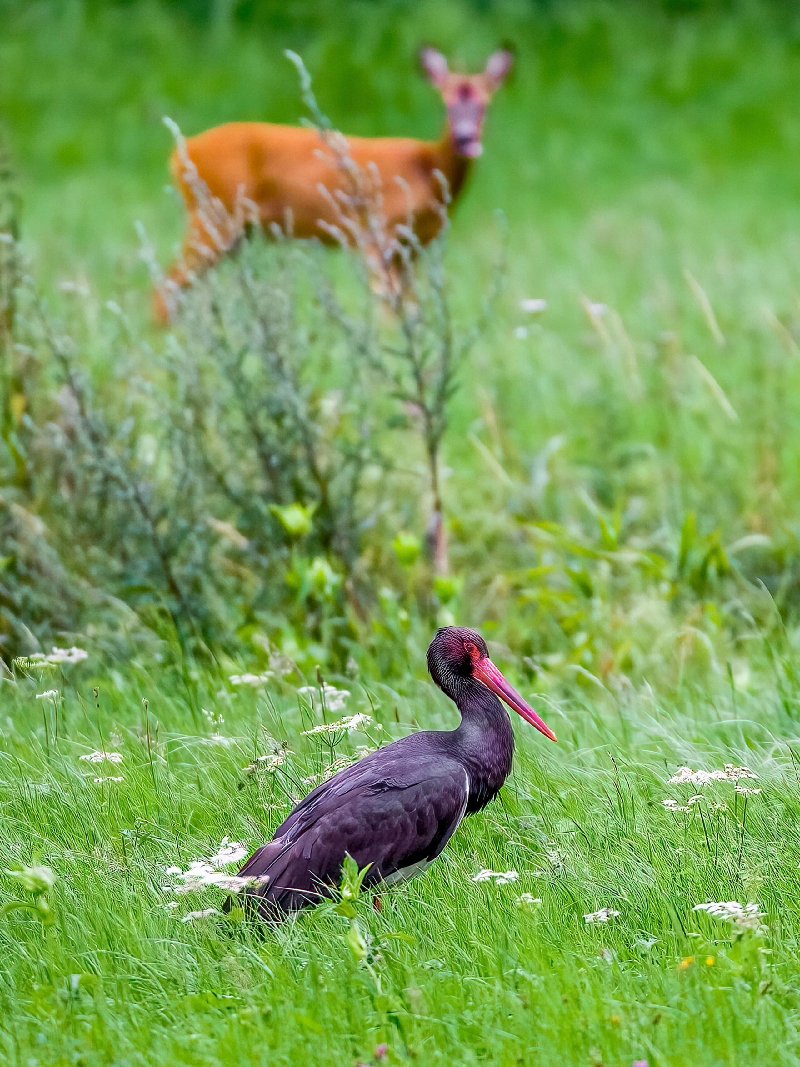 Ein seltener Schwarzstorch schreitet ruhig durch die saftig grüne Wiese und sucht aufmerksam nach Nahrung. Im sanften Hintergrund steht ein Rehbock, der die Szene wachsam beobachtet. Zwei faszinierende Wildtiere teilen für einen kurzen Moment denselben Lebensraum und zeigen die stille Schönheit unberührter Natur. Ein Augenblick voller Ruhe, Achtsamkeit und Harmonie.“