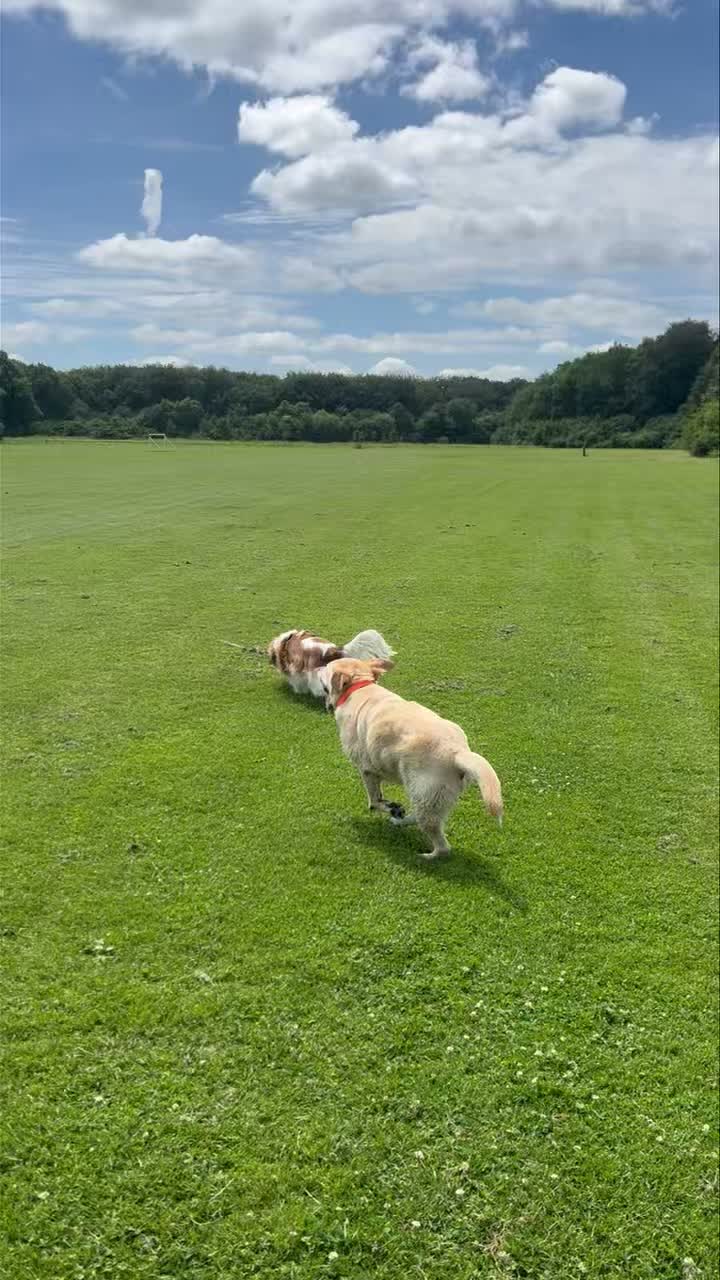 Lekker dolle vrijdagmiddag wandeling met deze toppers! 😍☀️
Fijn weekend! 👋🏼
🐾 Cooper, Tessa, Norah, Bo, Perro, Harvey, Fellow en Cooper