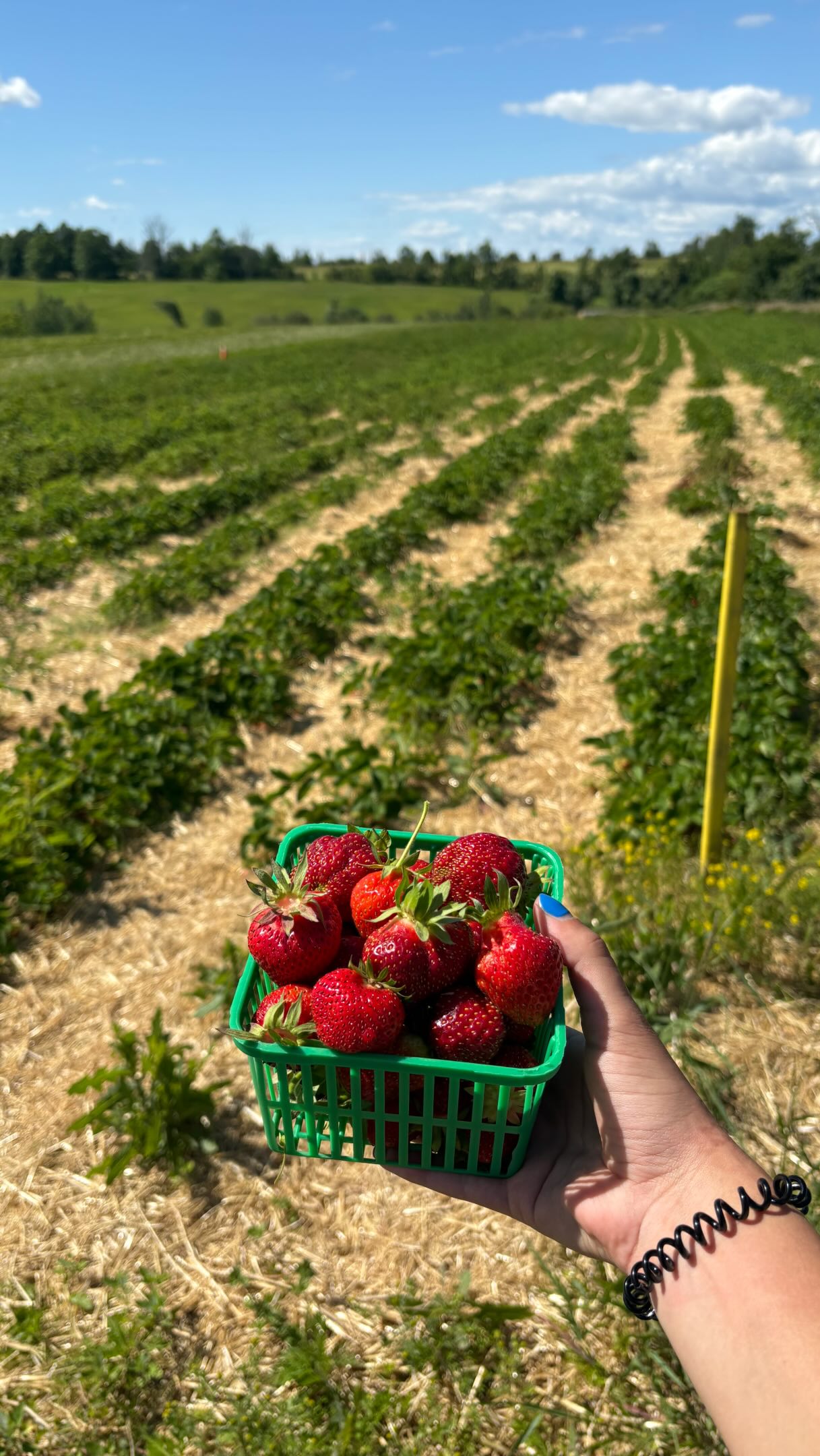 It’s officially peak strawberry season in Ontario! 🍓
Strawberry season is one of the first signs of summer in Ontario, with field-grown strawberries reaching their peak harvest from mid-June to late July. ☀️
By mid-June, the combination of warm days, cool nights, & plenty of sunlight creates ideal conditions for strawberries to ripen, producing the sweet flavour, bright colour, & juicy texture they’re known for.
Peak strawberry season may only last a few weeks, but it represents months of planning, care, & hard work by Ontario farmers. 👏
To learn more about agriculture, visit the link in our bio 🔗