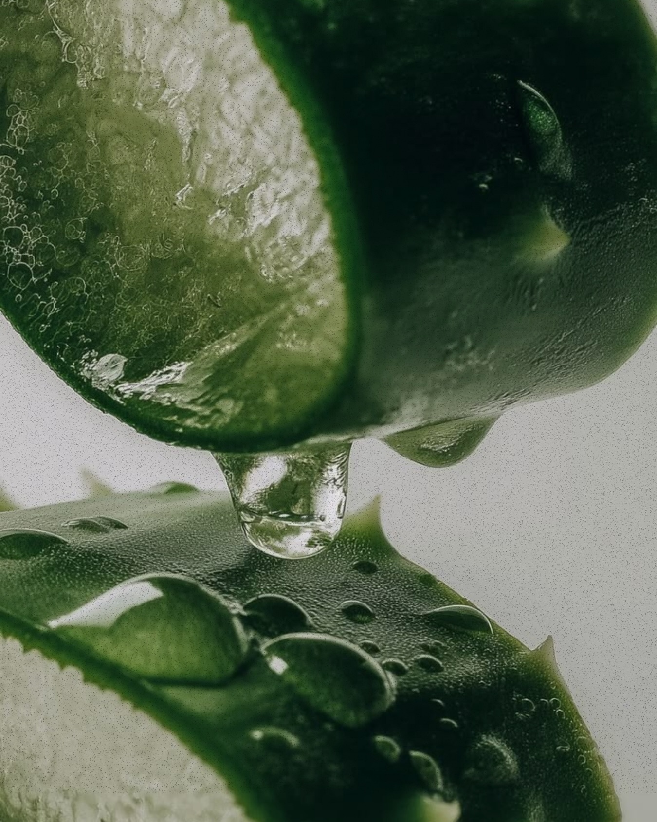 .
DES PLANTES FRAÎCHES. DES SOINS FRAIS. 🌿
Des ingrédients biologiques.
Des soins fabriqués aux 48 heures.
Des formules personnalisées pour votre peau.
FRAIS. PURS. ESSENTIELS.
✨ Magasinez les soins frais.